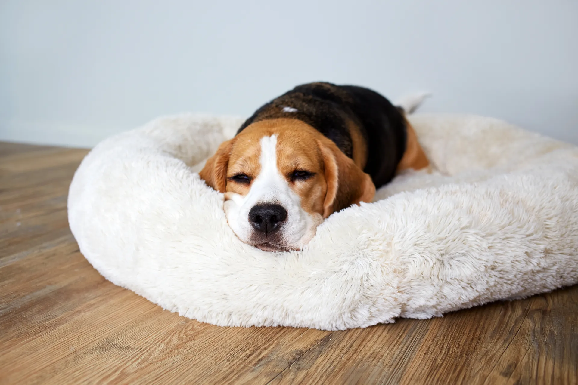 Breed image 4