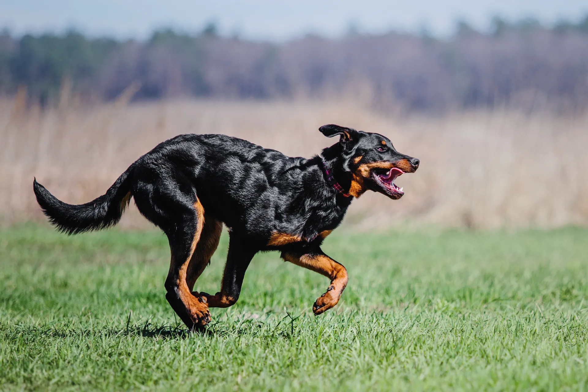 Beauceron