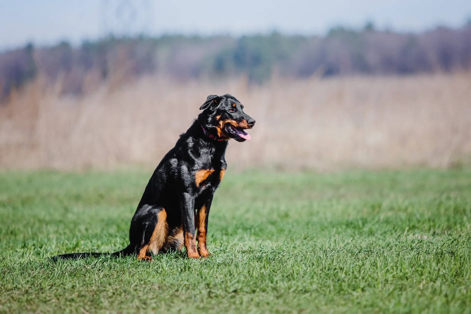Breed image 2