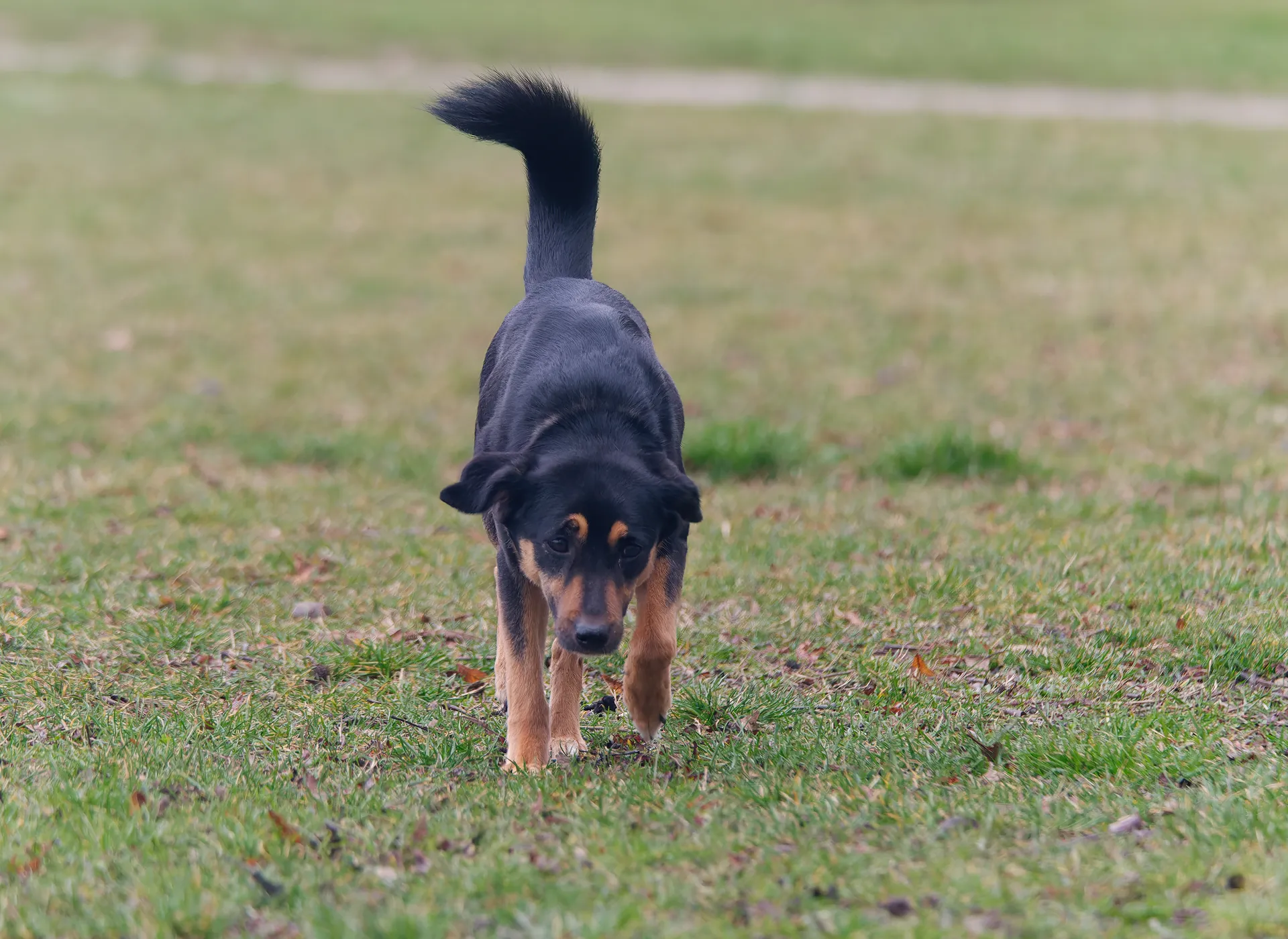 Breed image 4