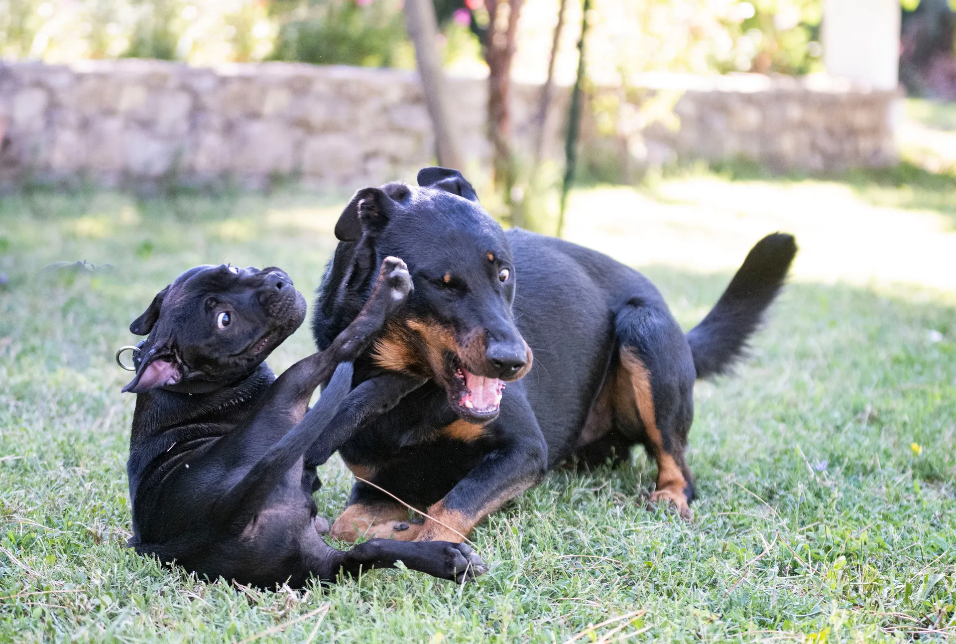 Breed image 5