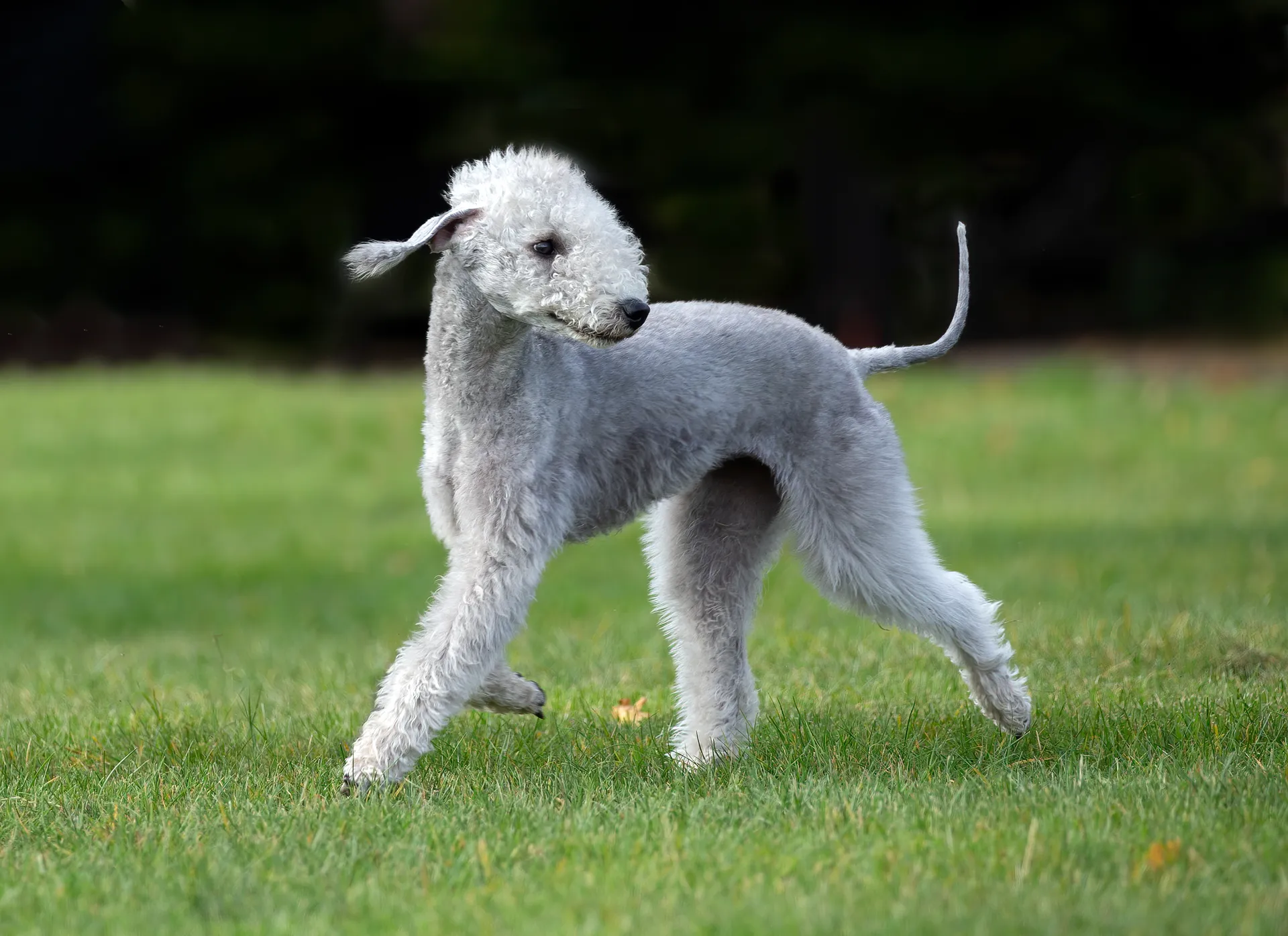 Breed image 1