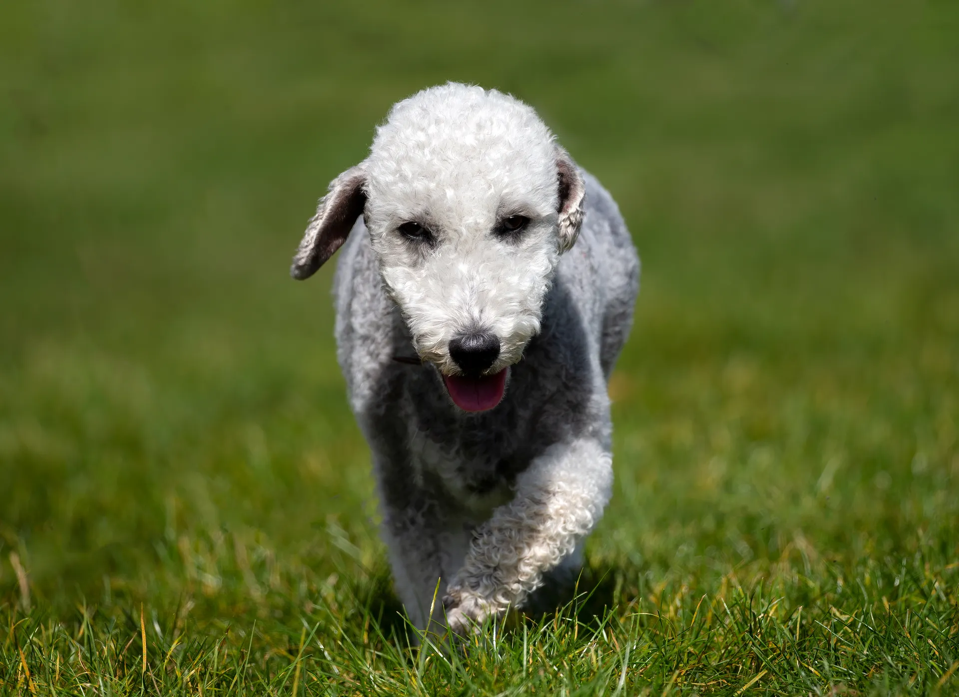 Breed image 3