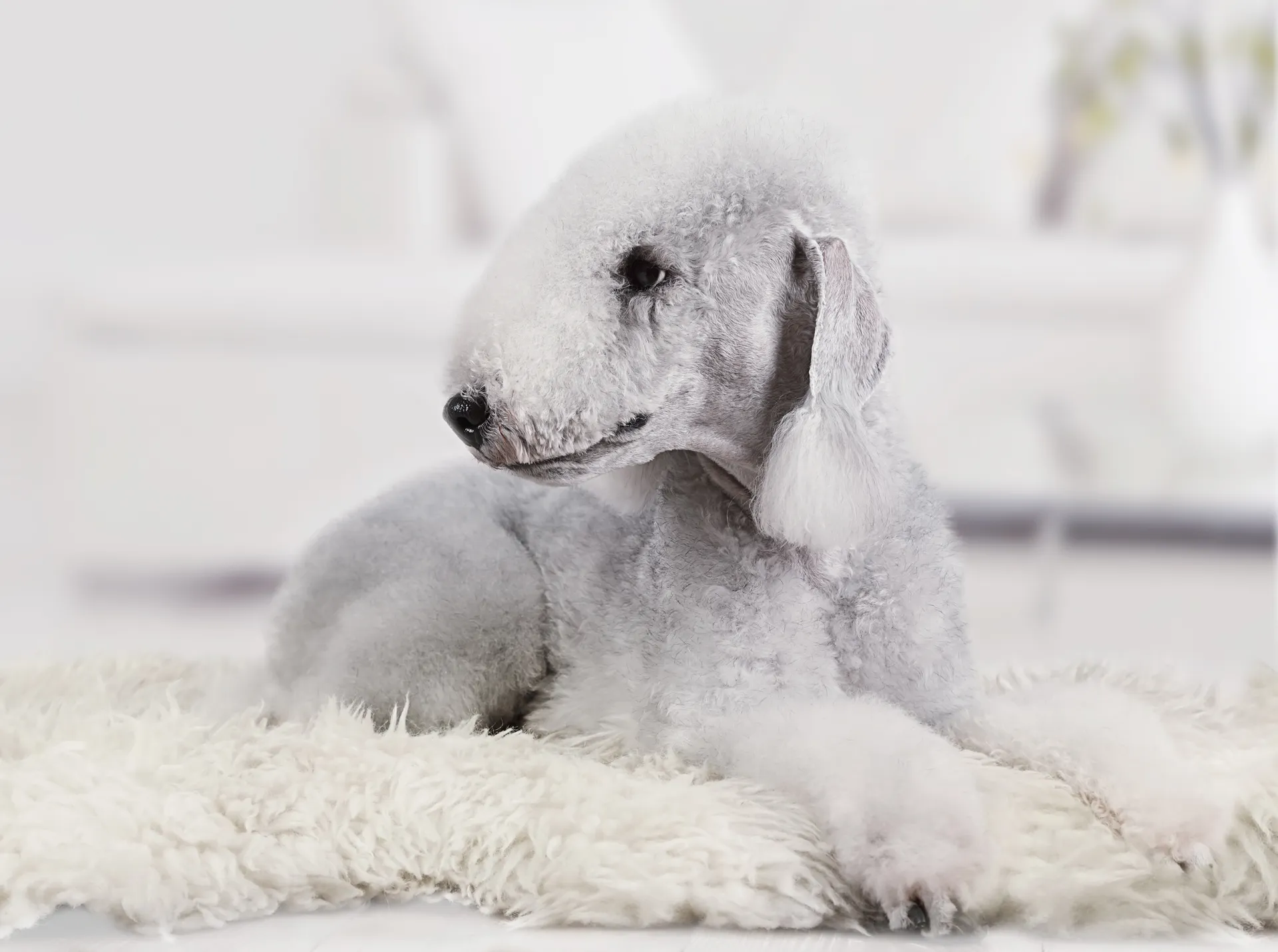 Breed image 4