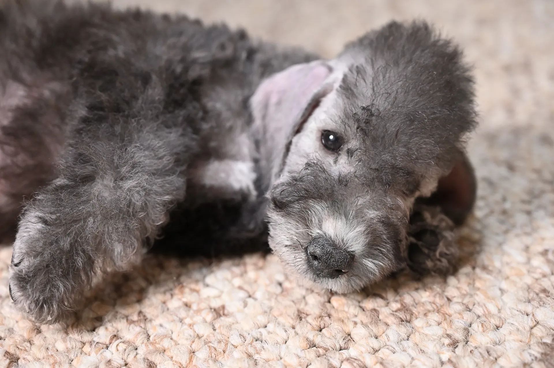 Breed image 5