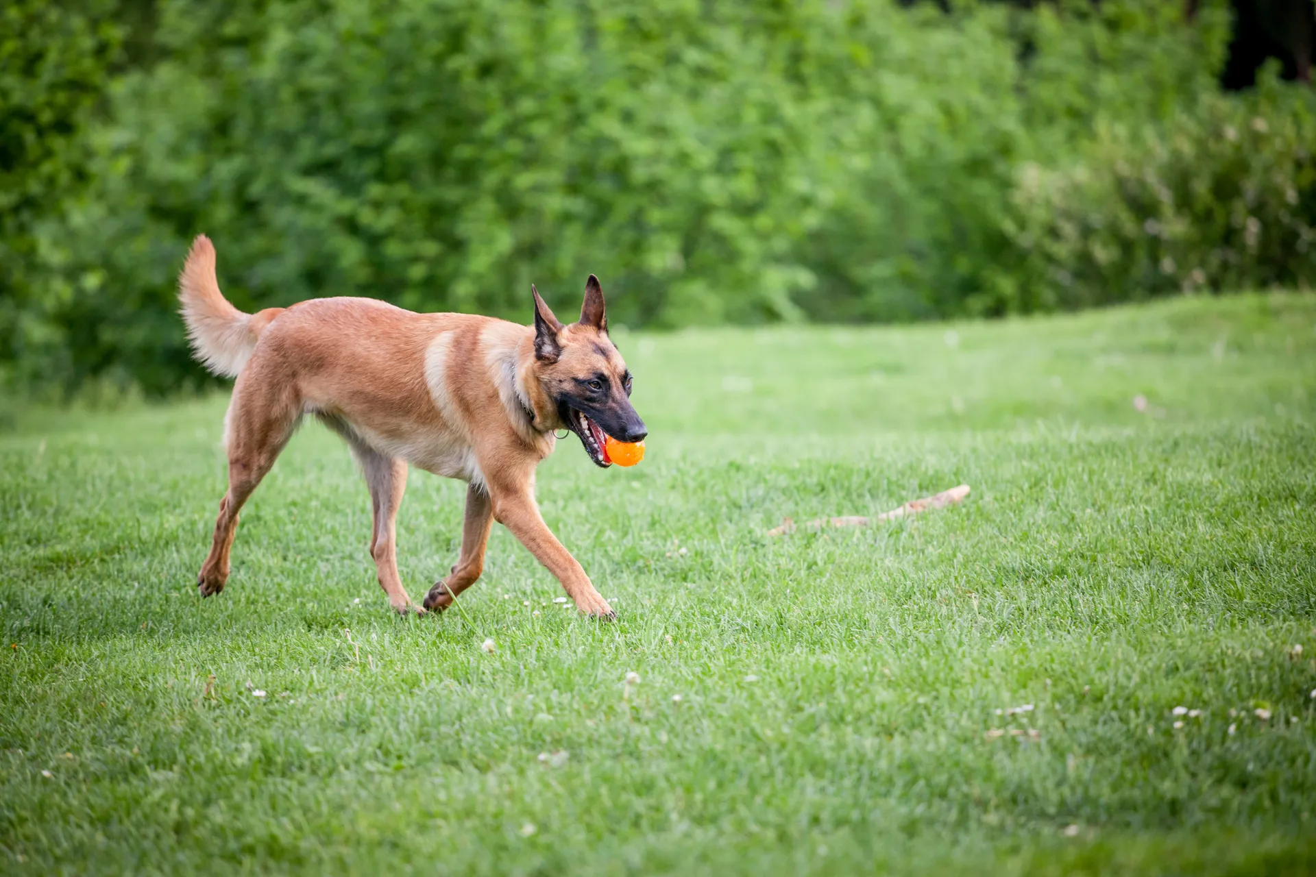 Belgian Shepherd