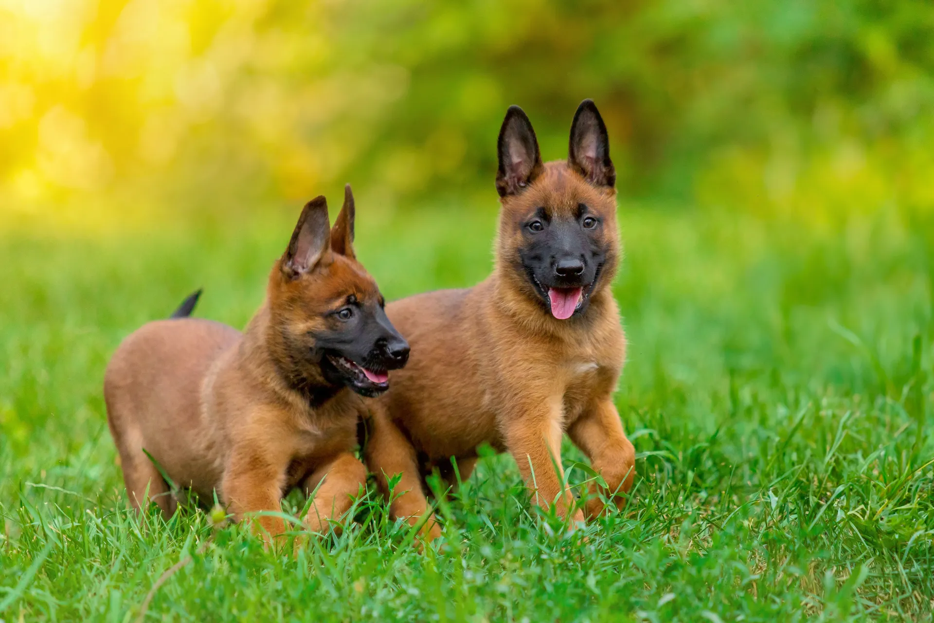 Breed image 1