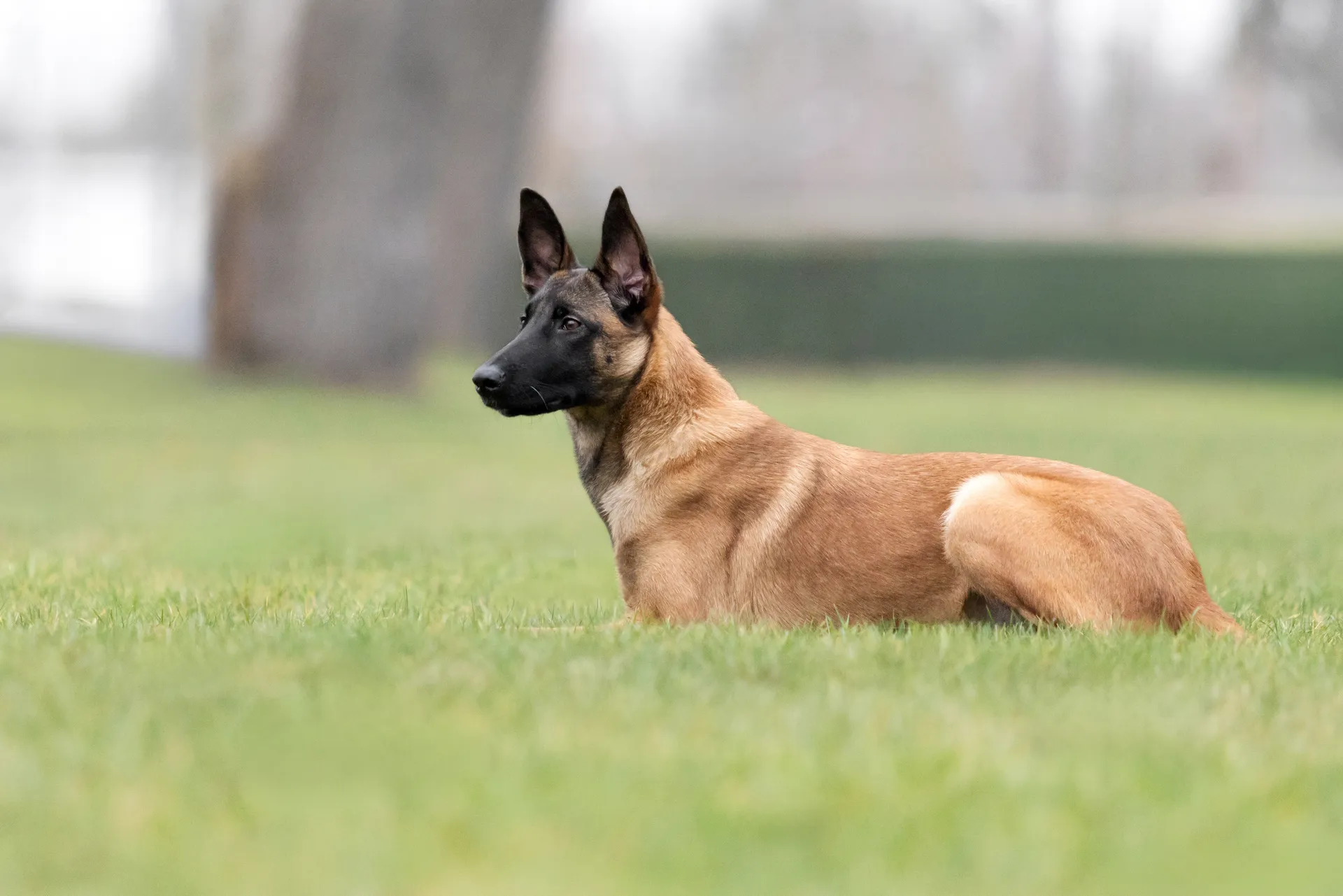 Breed image 4