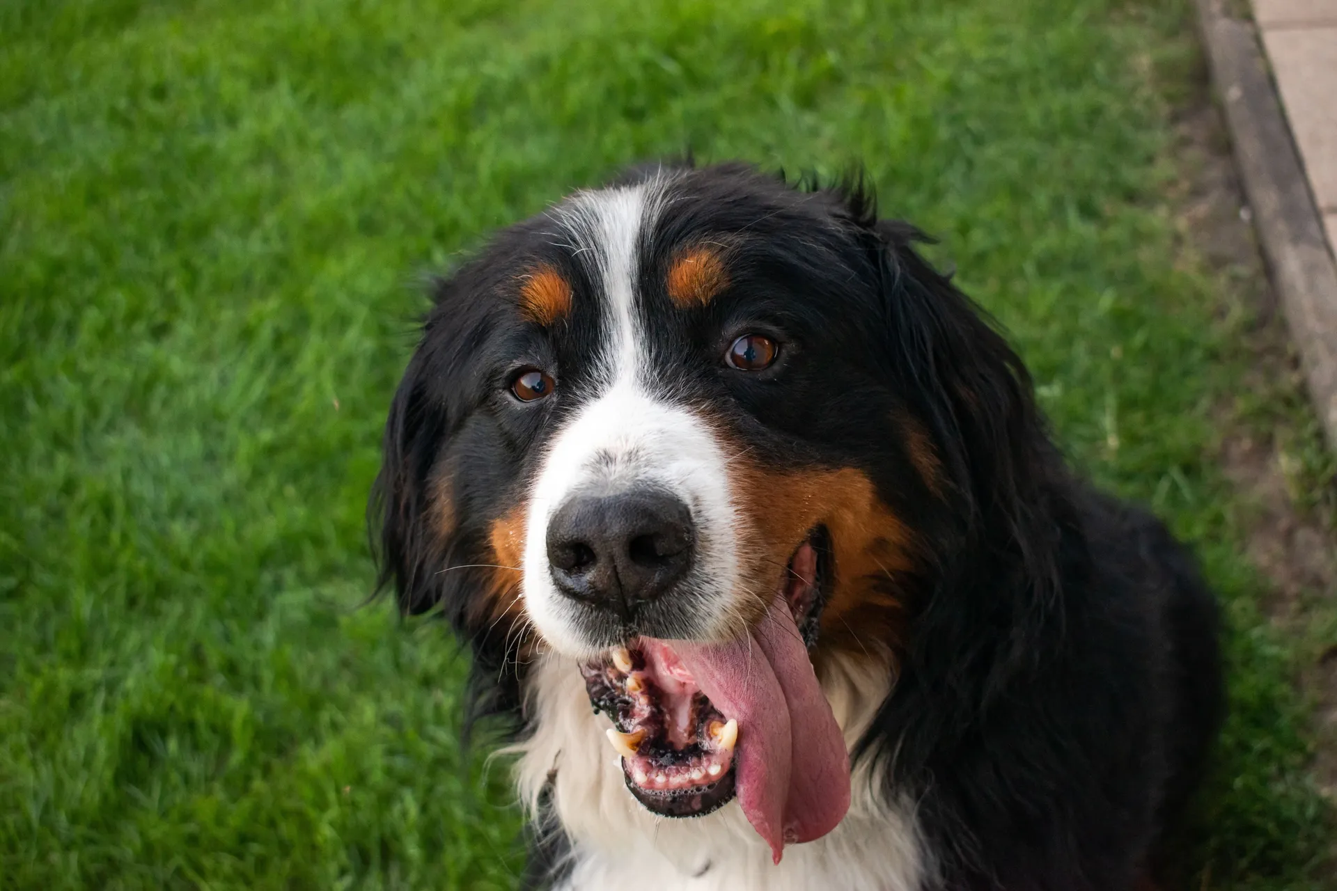 Bernese Mountain Dog
