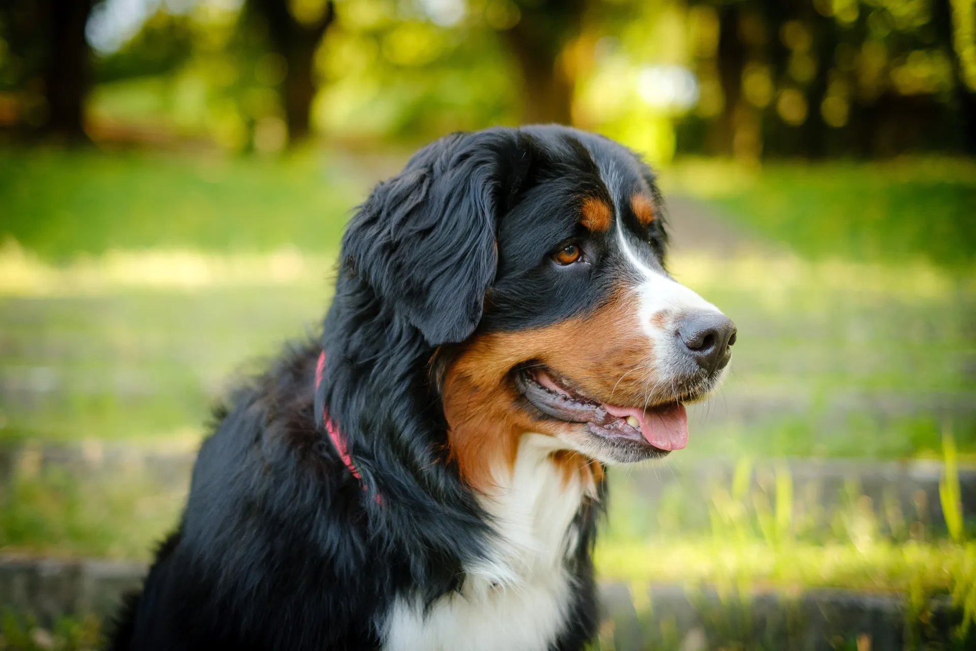 Breed image 1