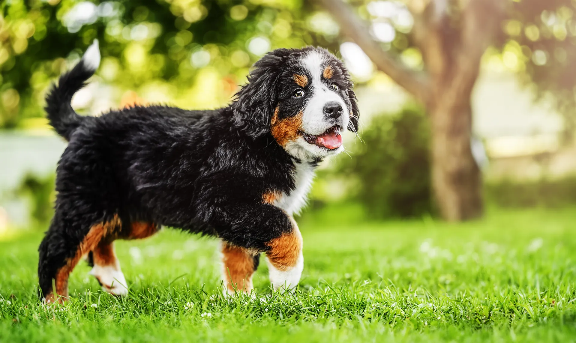 Breed image 2