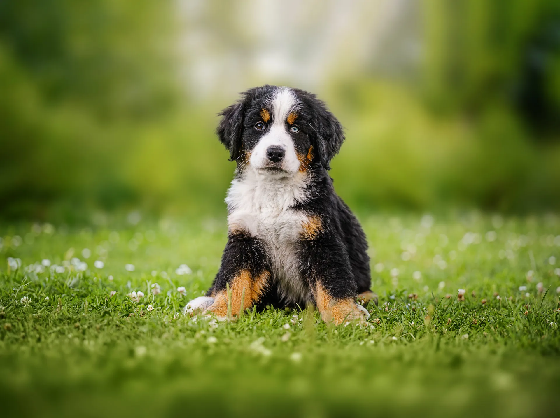 Breed image 5