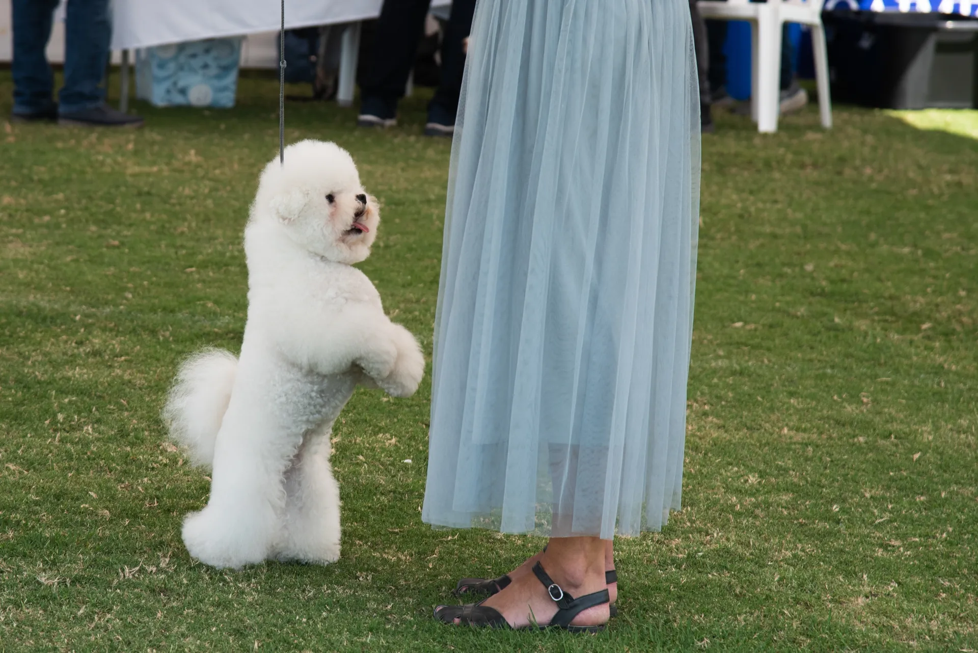 Breed image 3
