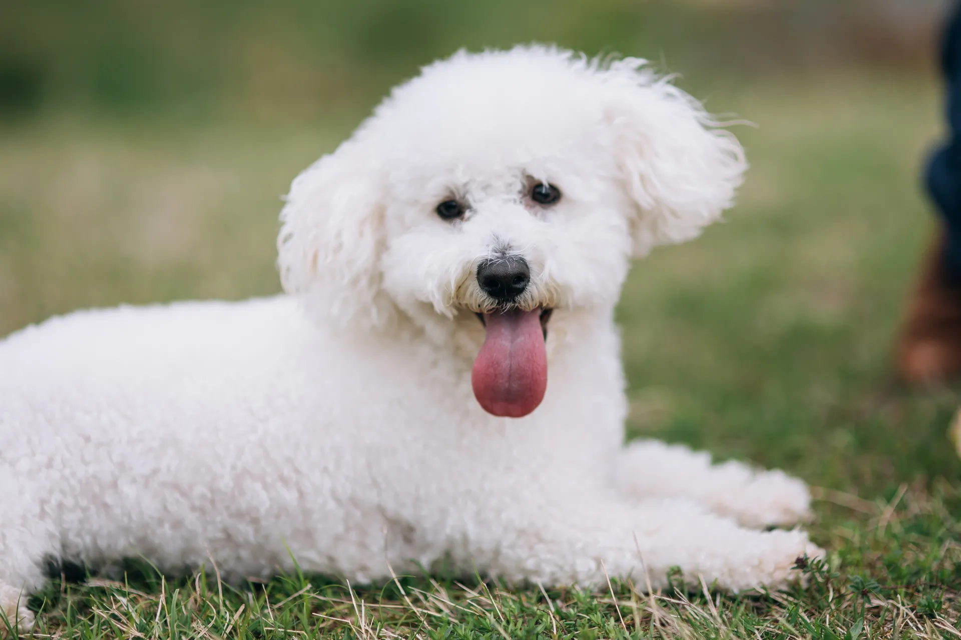 Breed image 4
