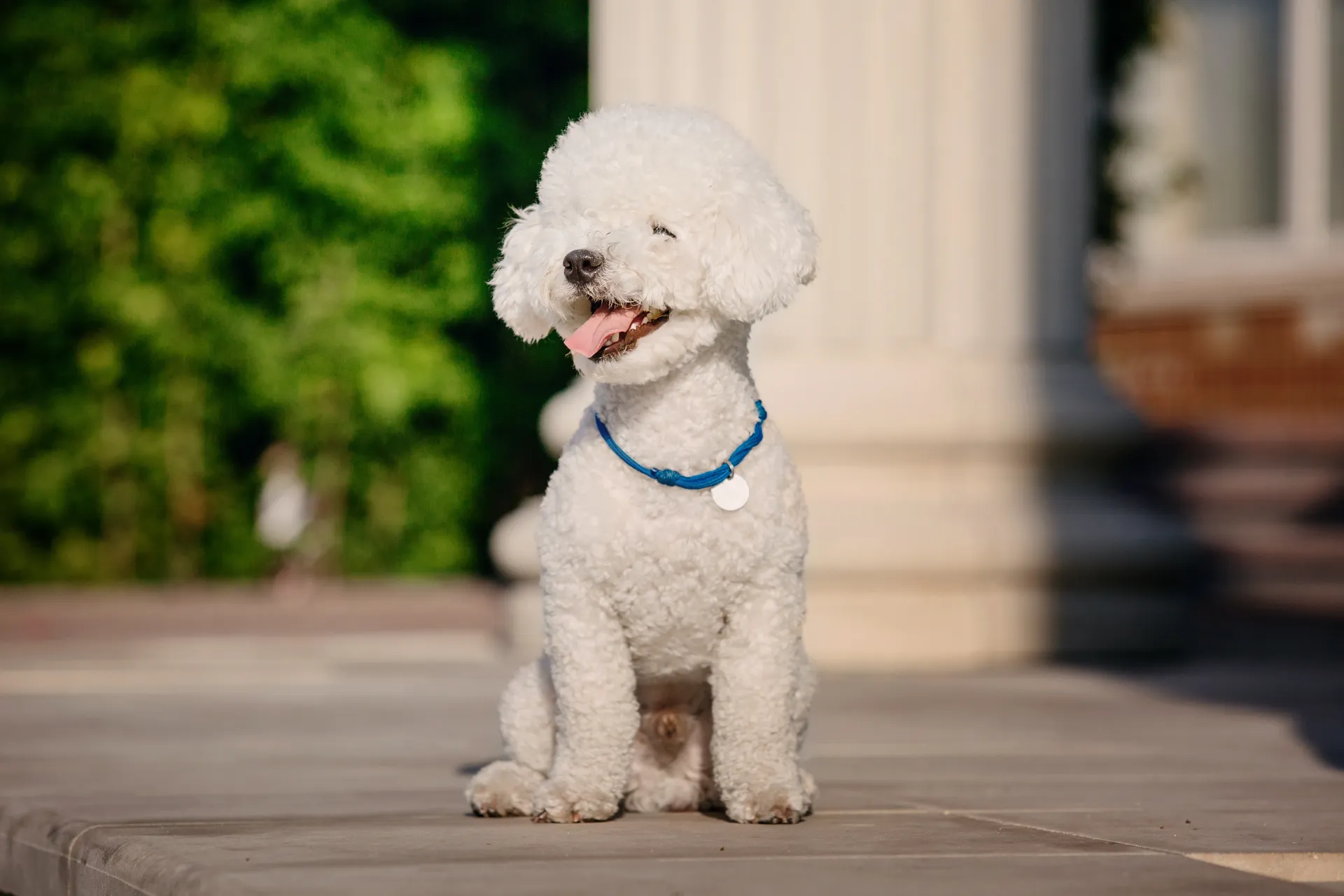Breed image 5