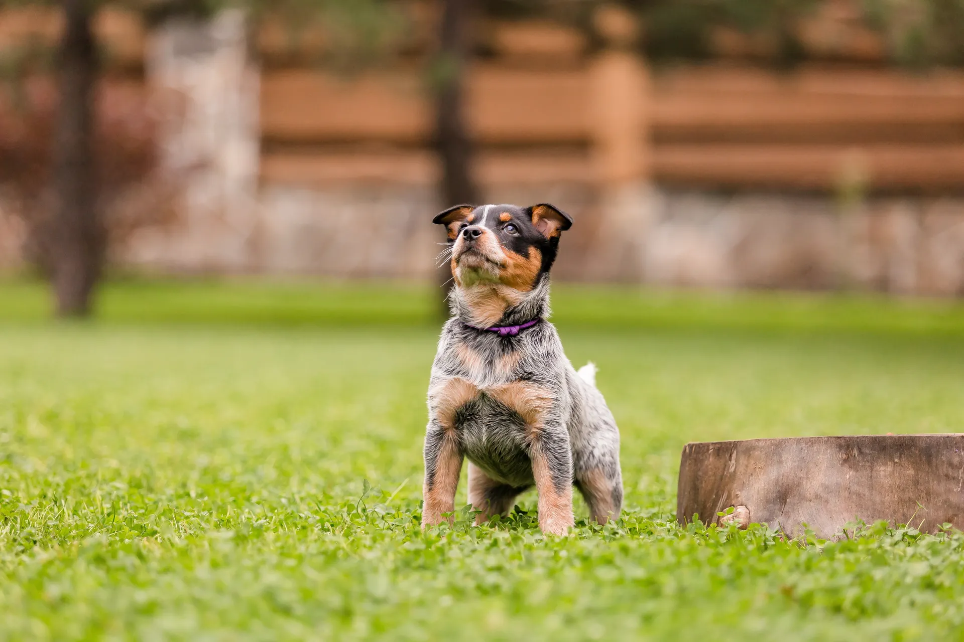 Blue Heeler