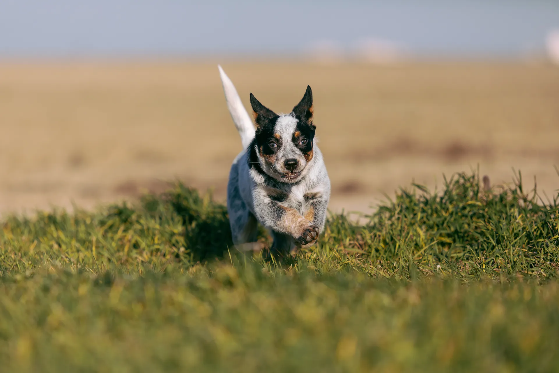 Breed image 1