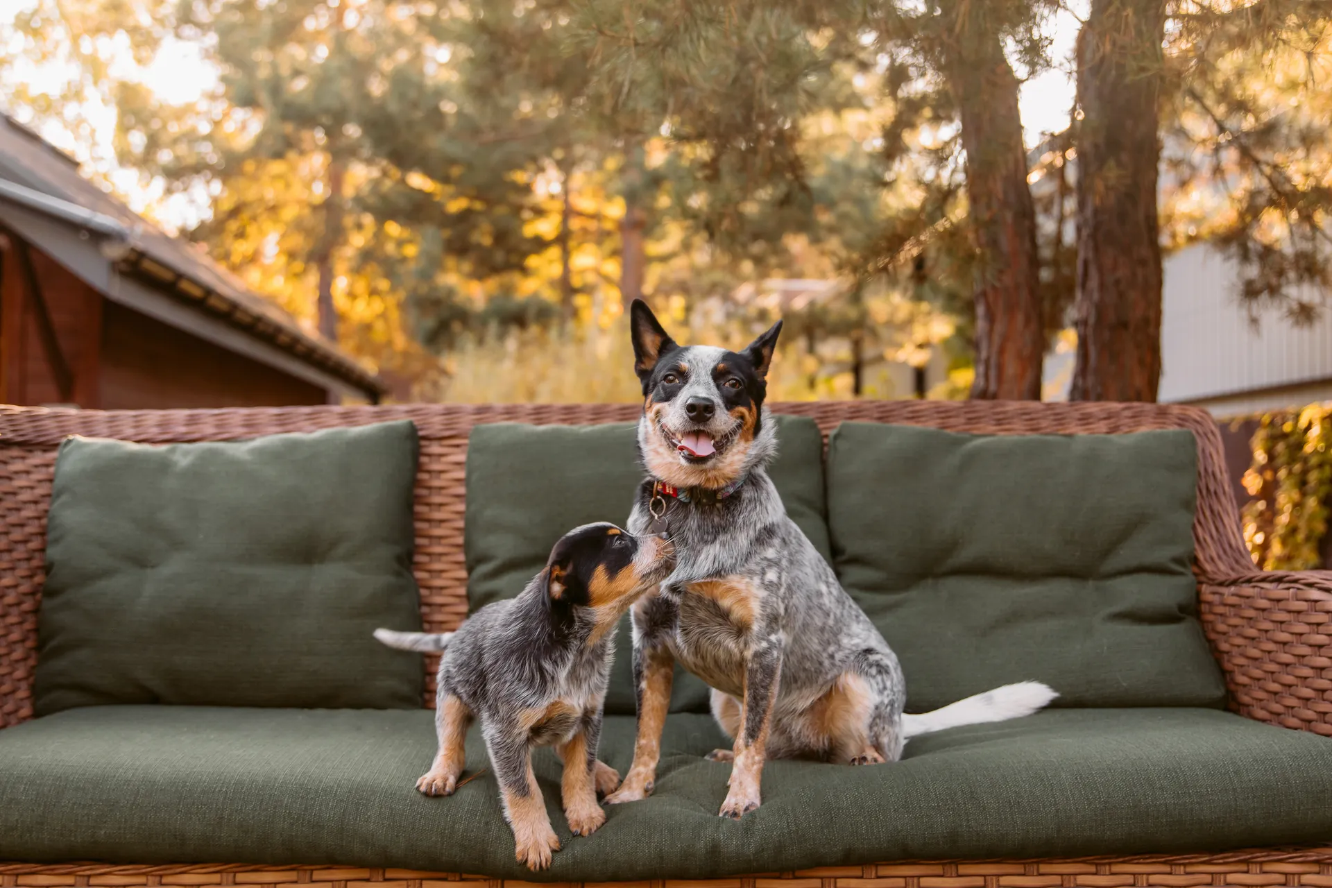 Breed image 2