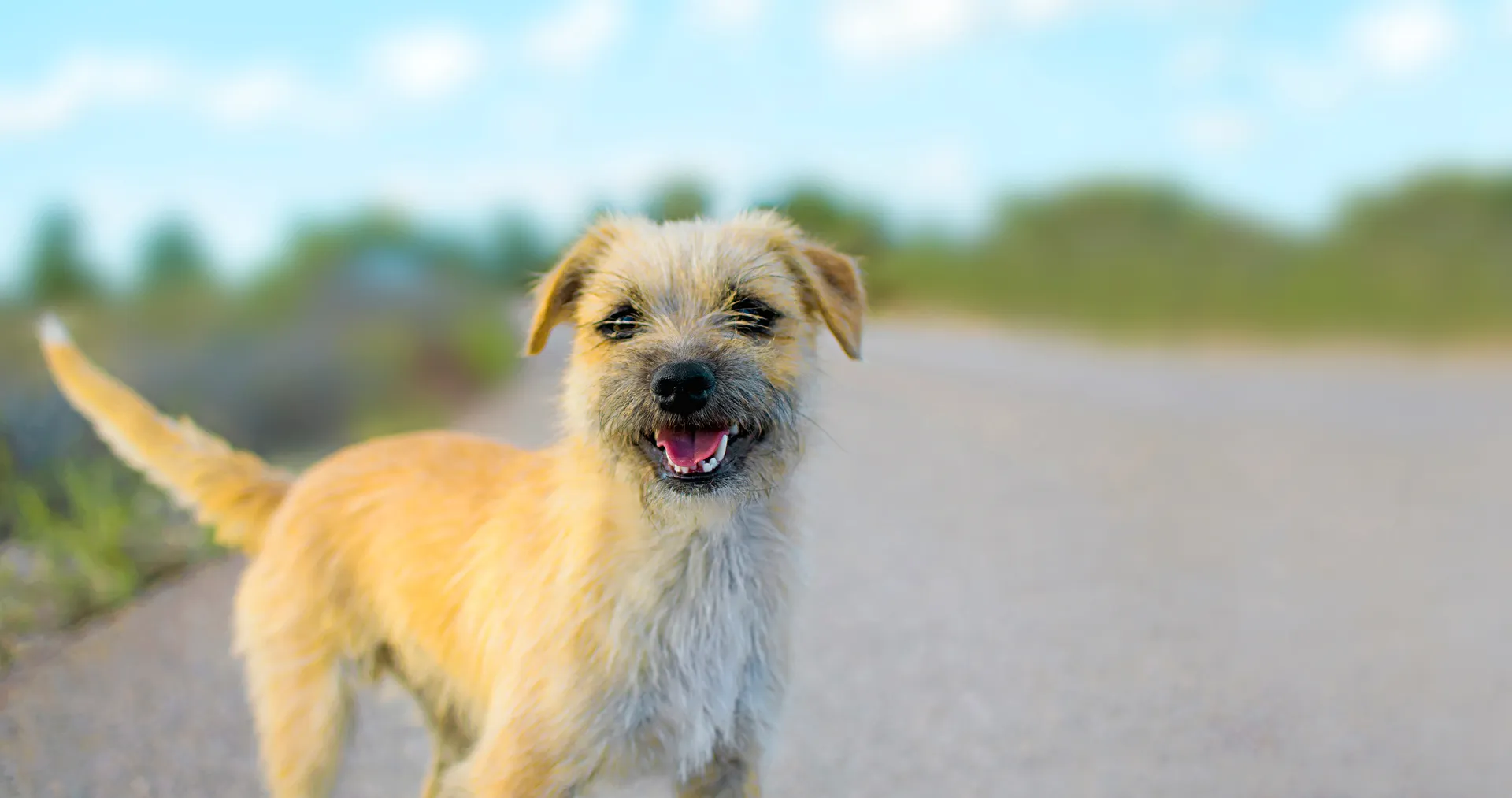 Breed image 1