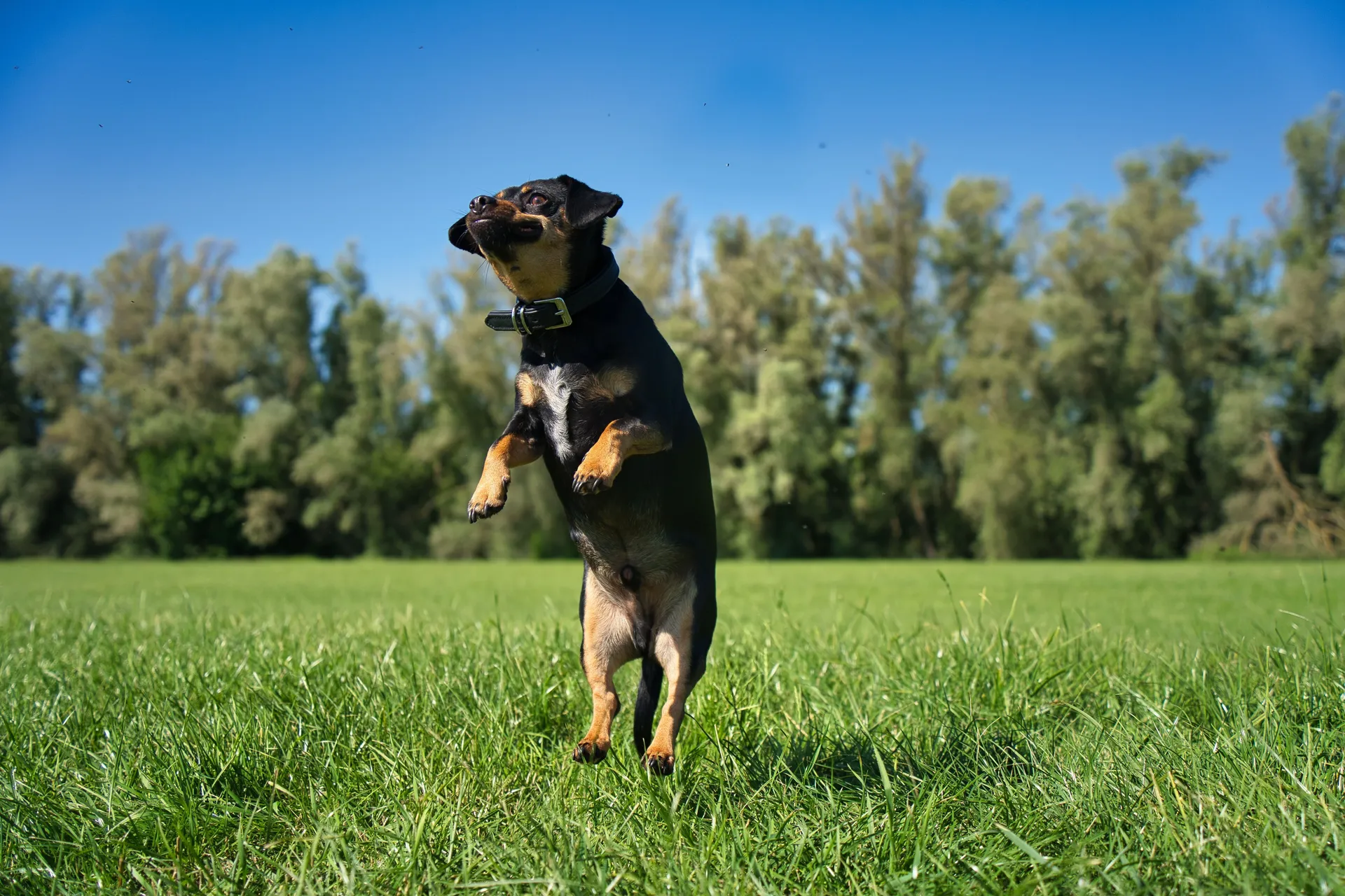 Breed image 4