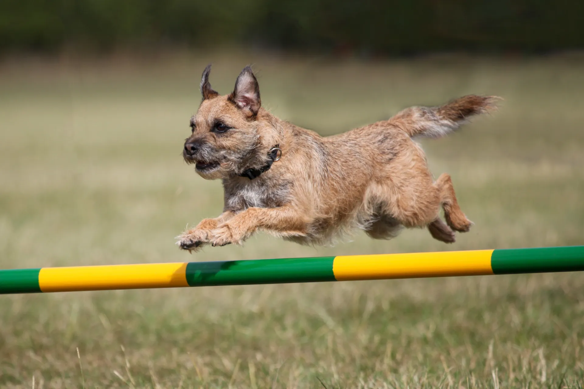 Breed image 2