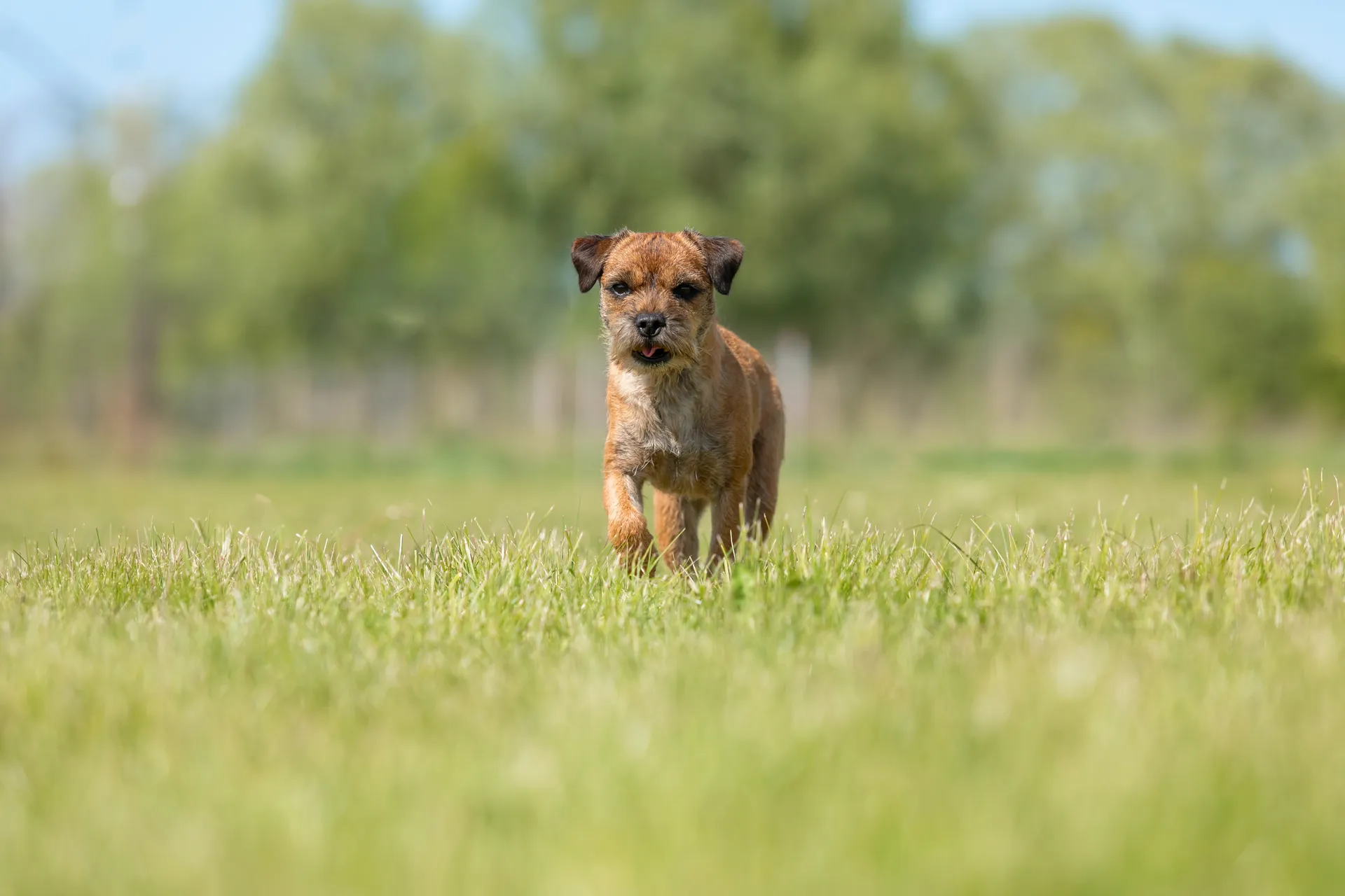 Breed image 3