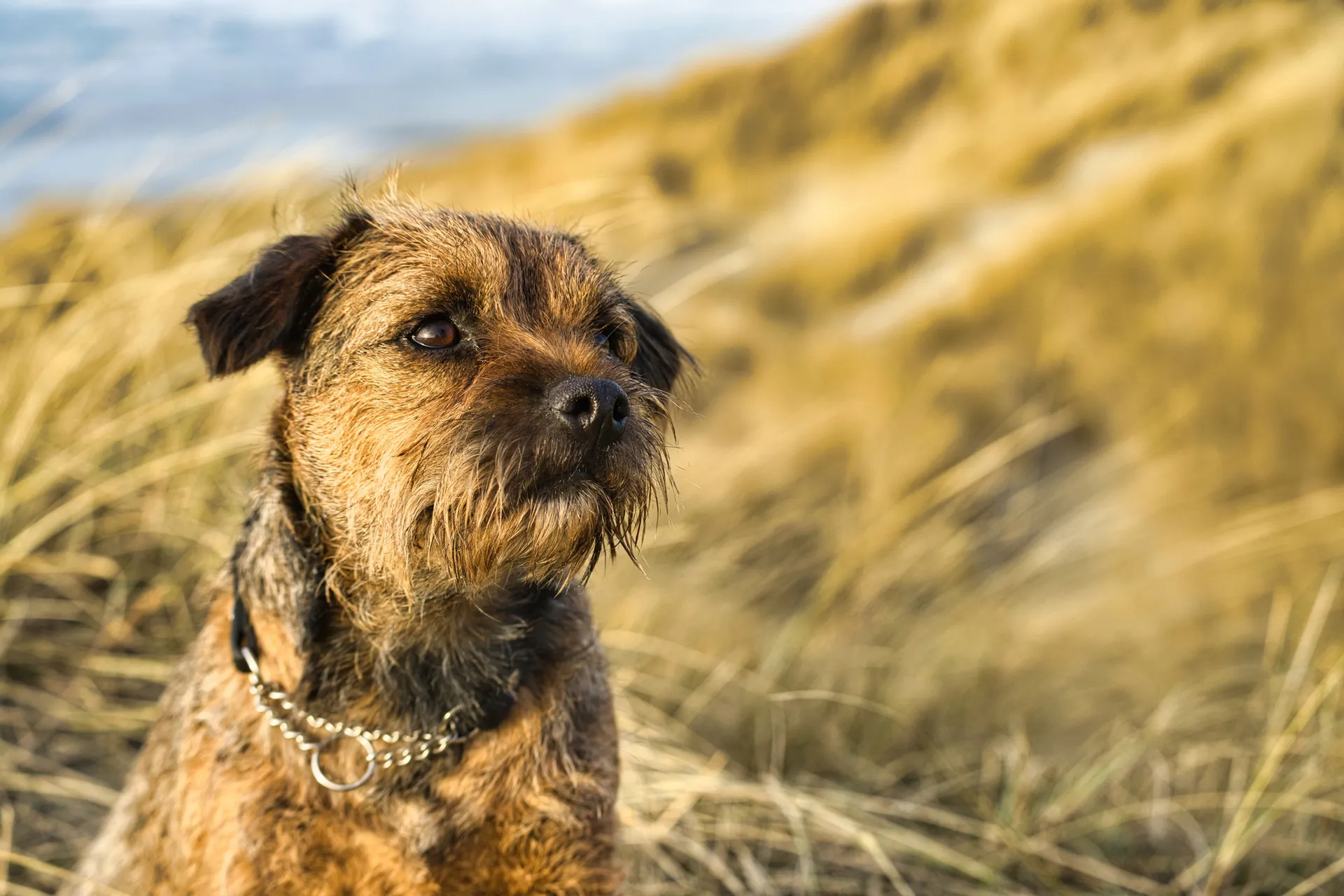 Breed image 4