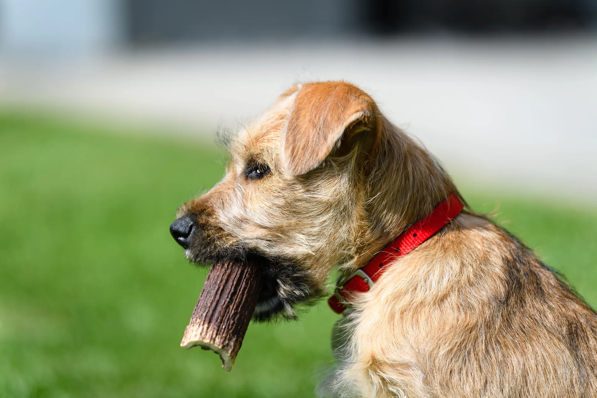 Breed image 5