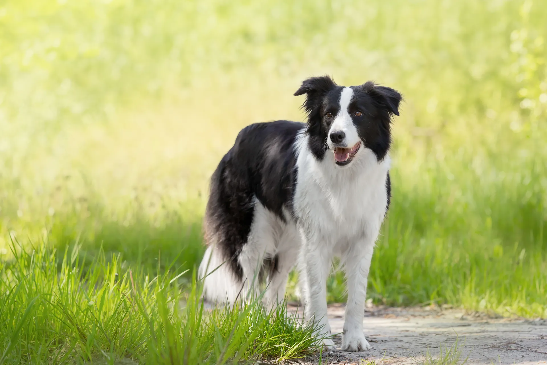 Border Collie
