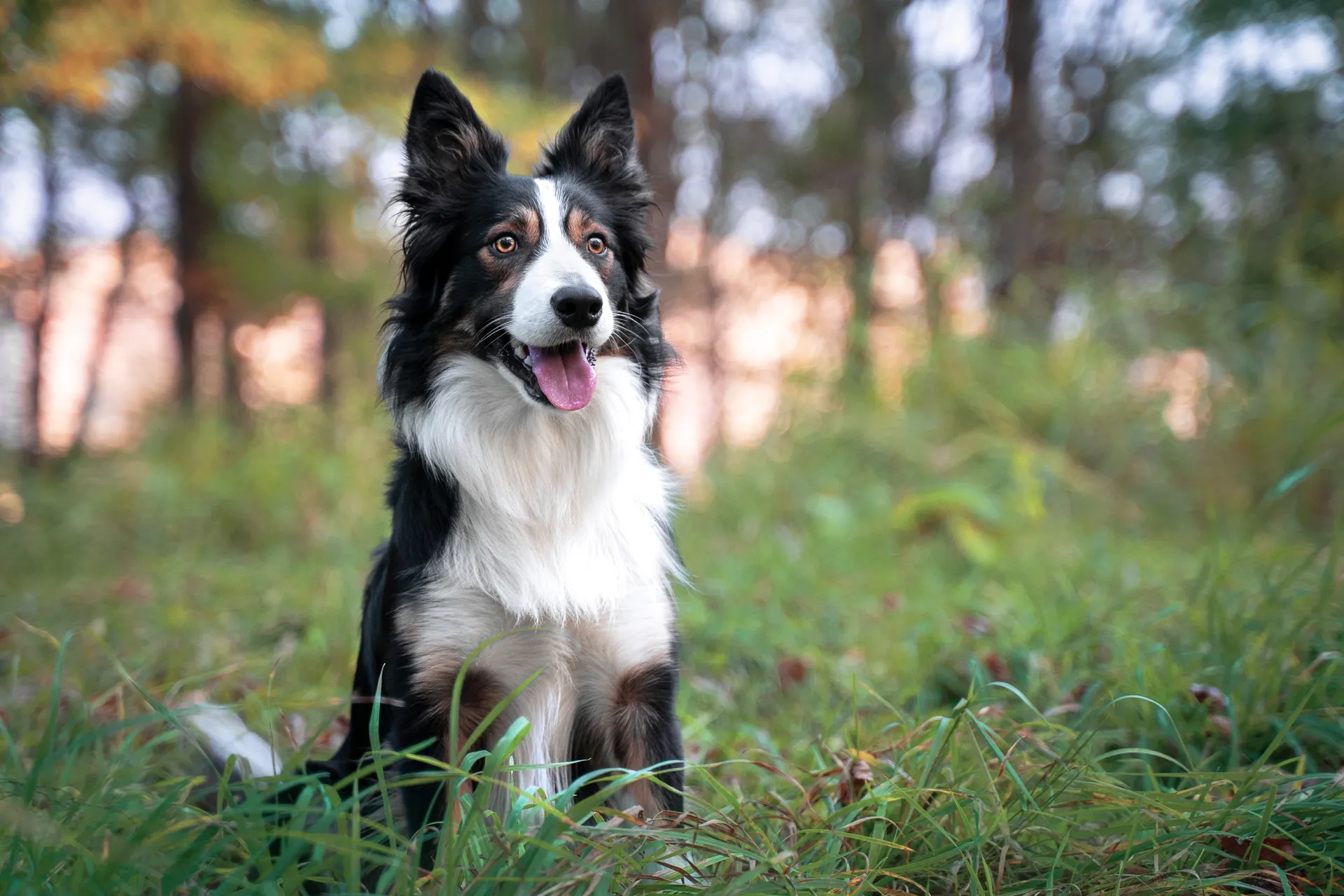 Breed image 2