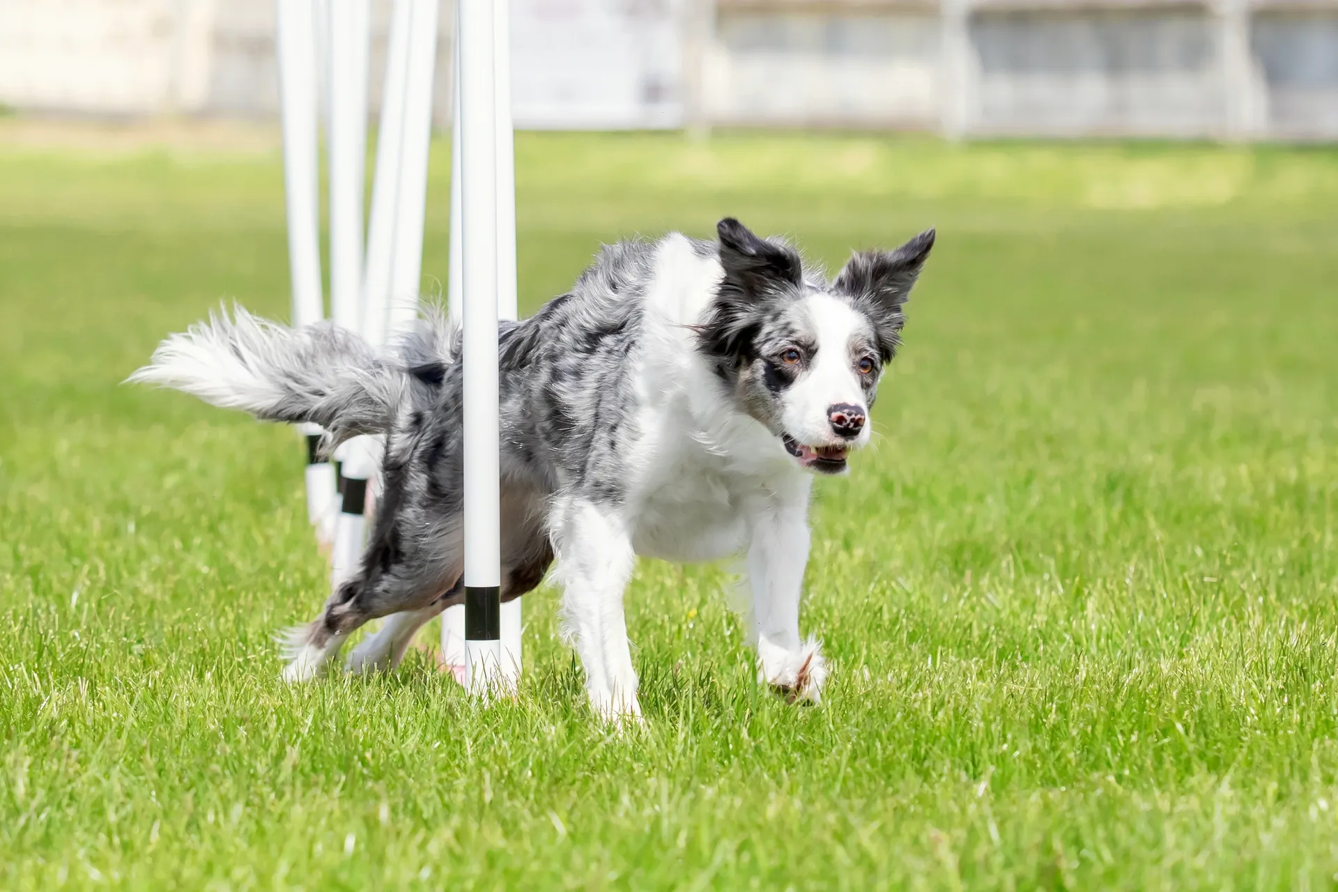 Breed image 3