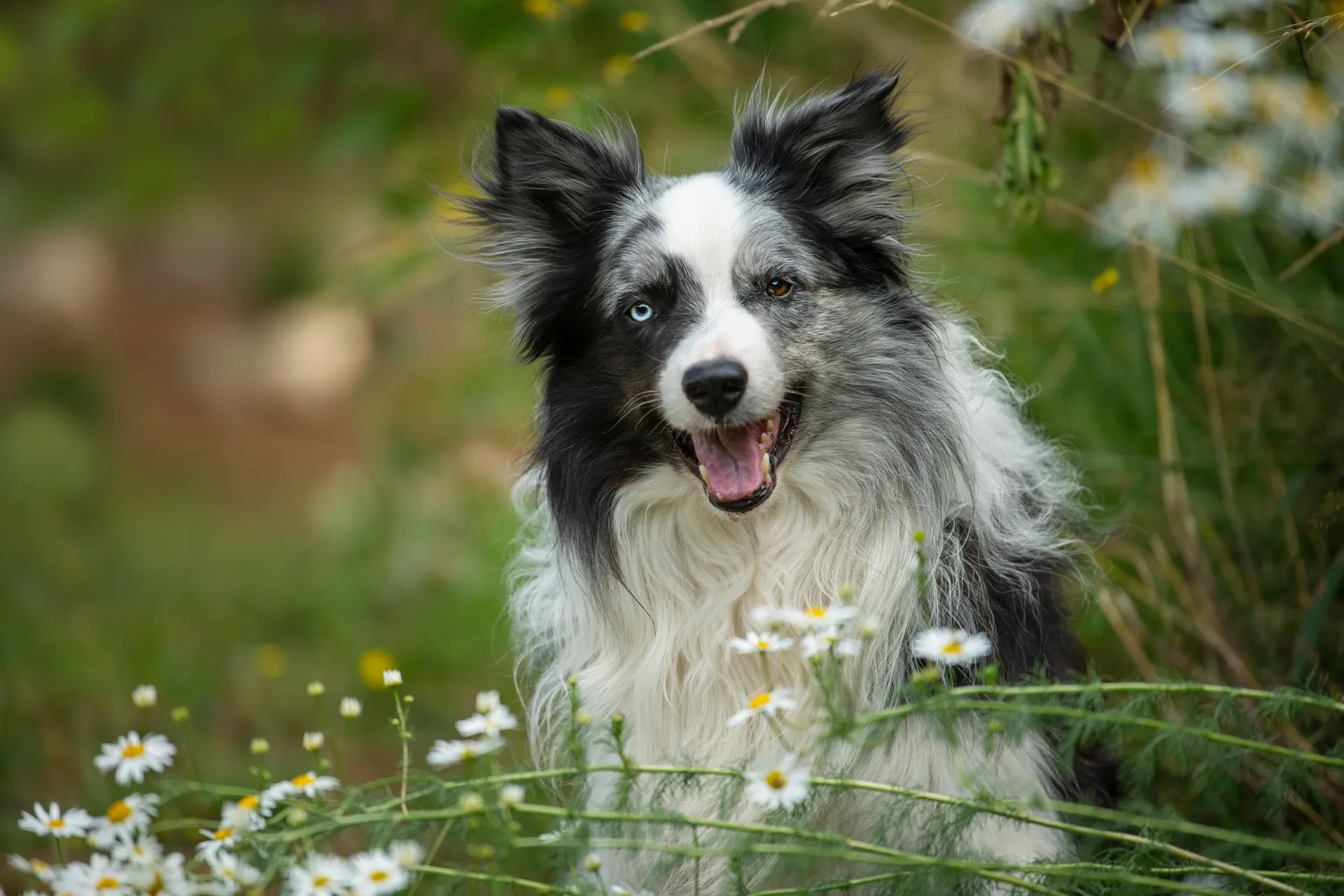 Breed image 4