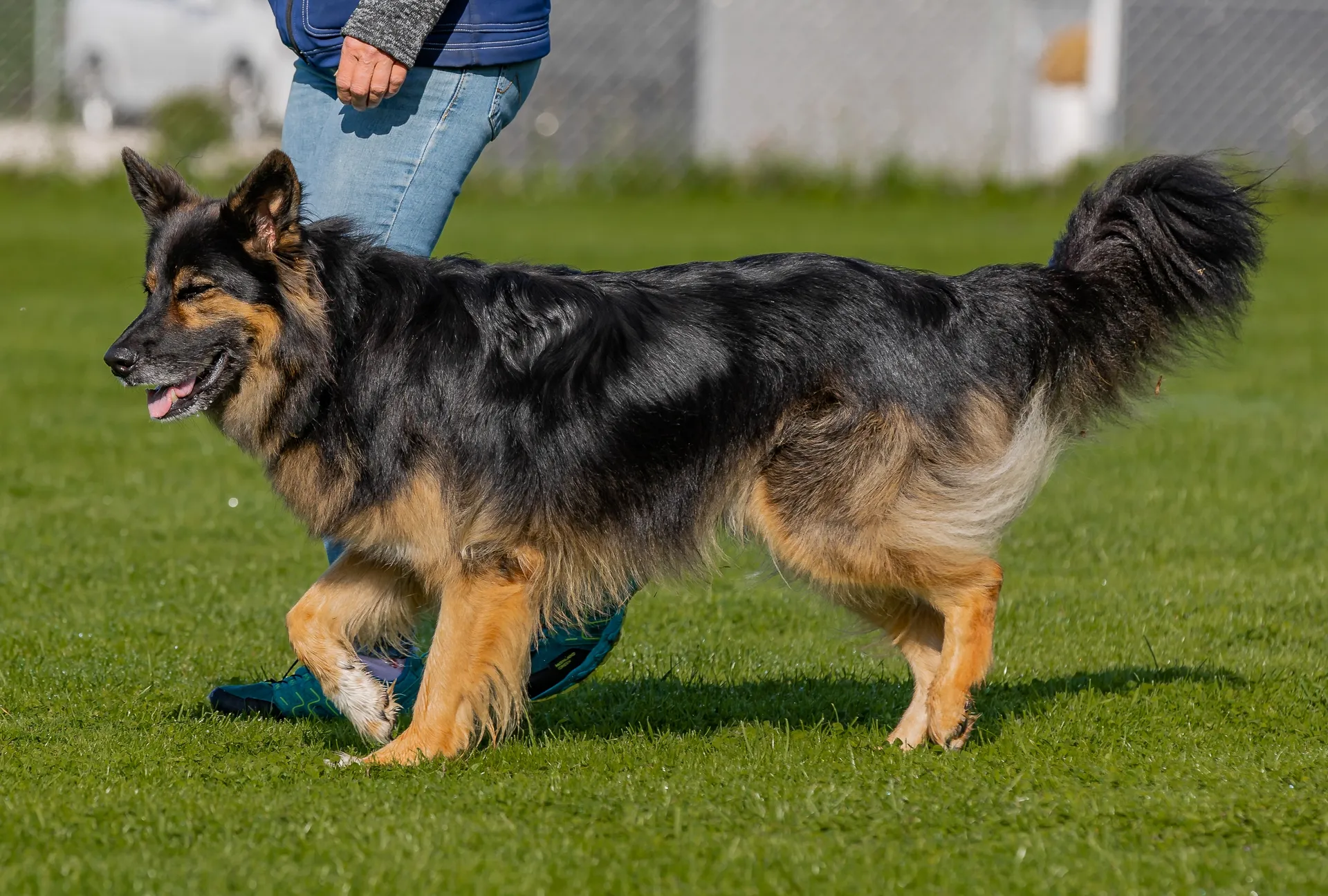 Breed image 5
