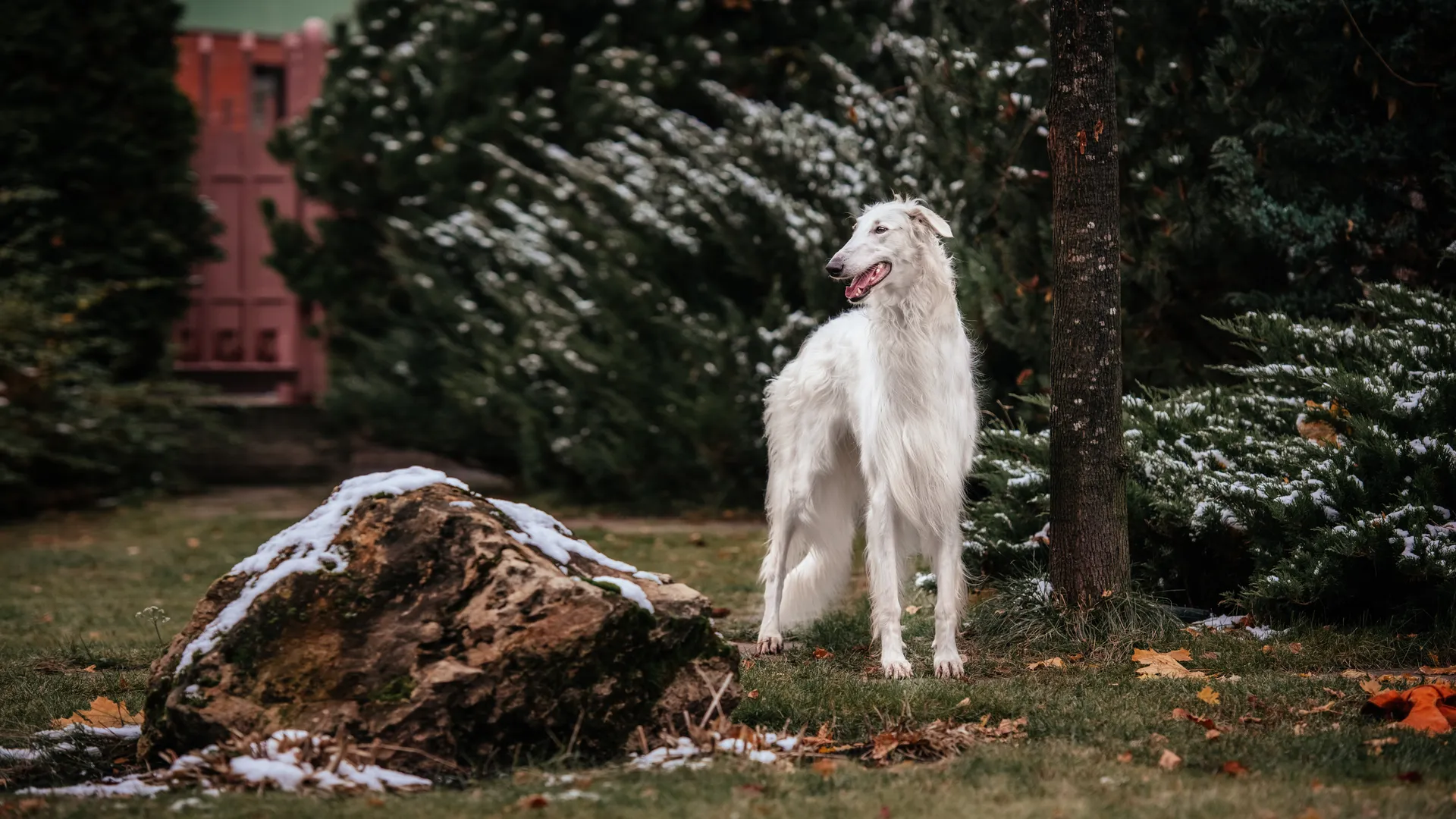 Breed image 4