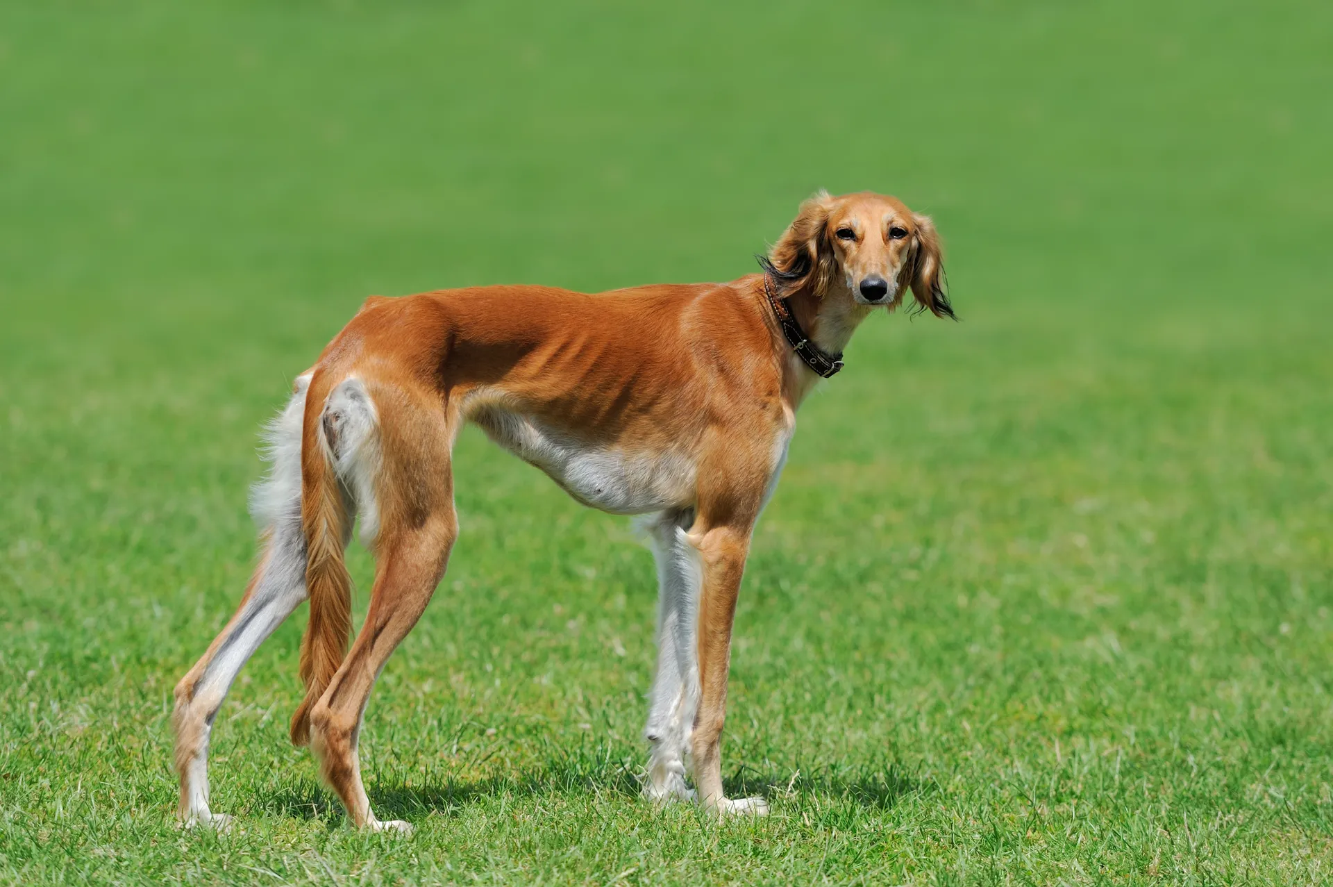 Breed image 5
