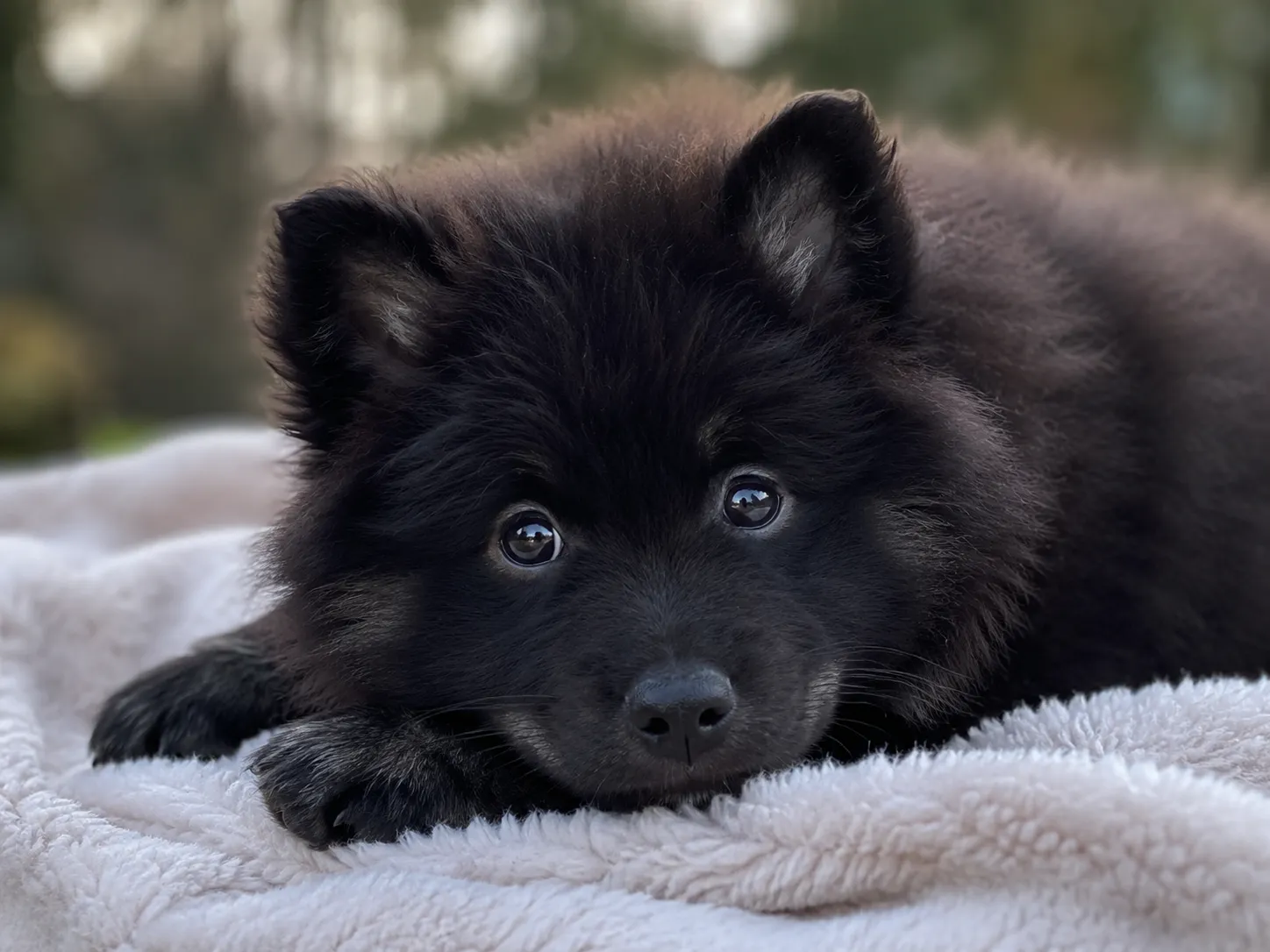 Breed image 5