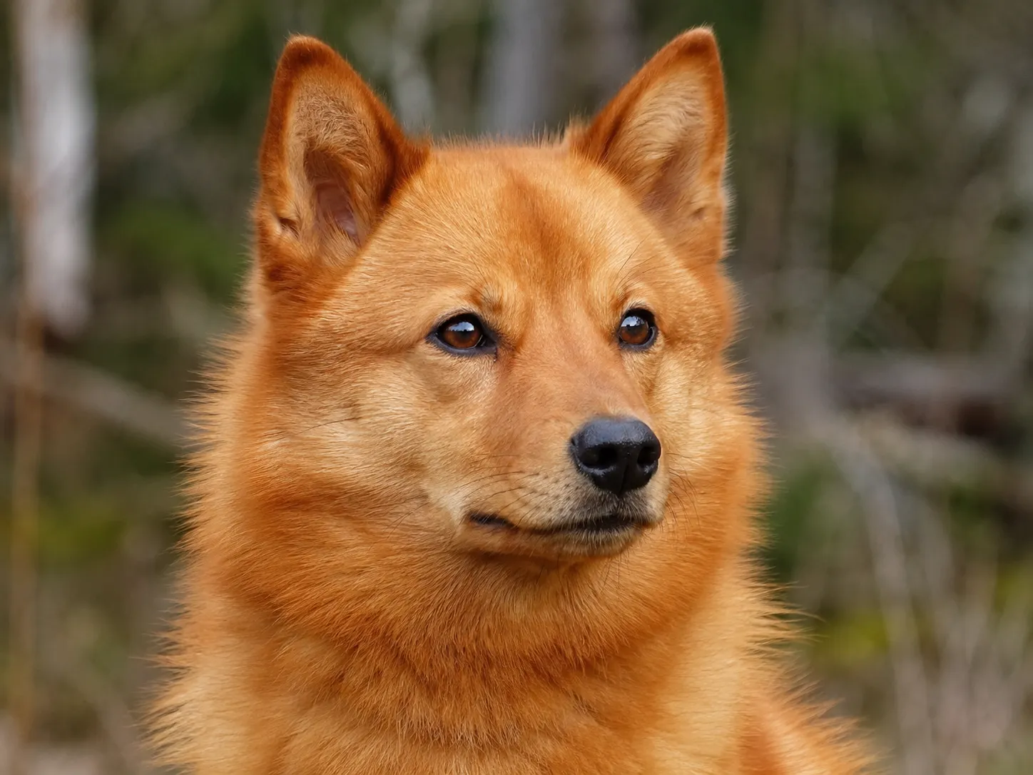 Finnish Spitz