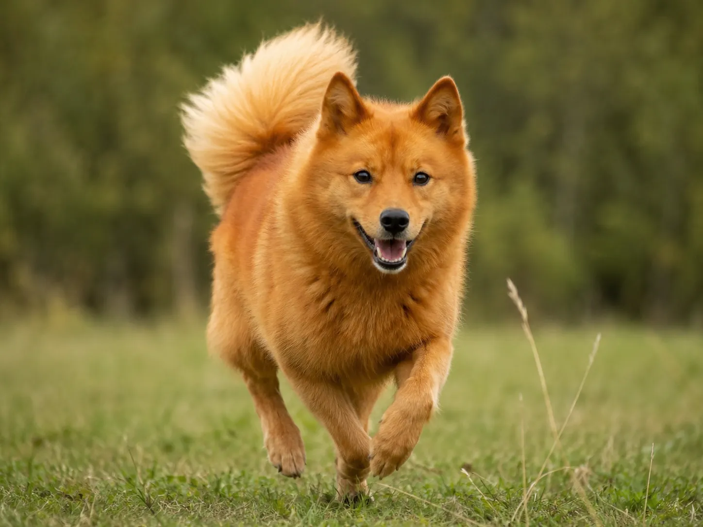 Breed image 1