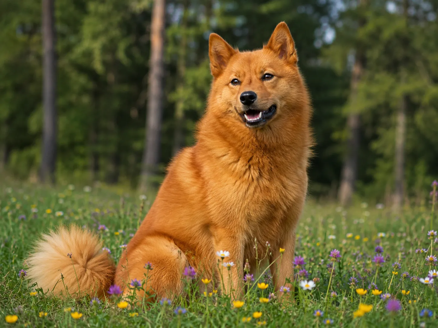 Breed image 2