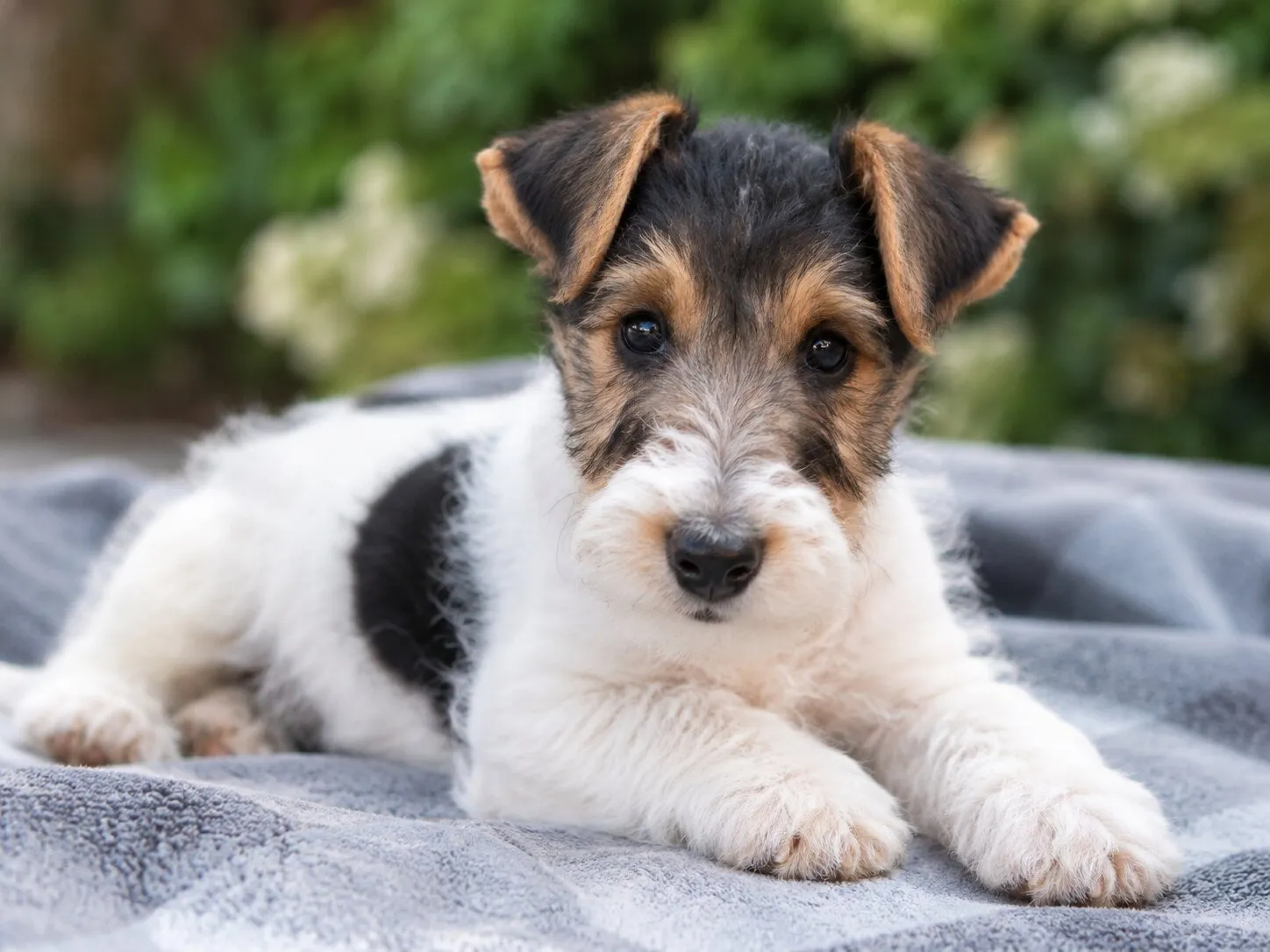 Fox Terrier