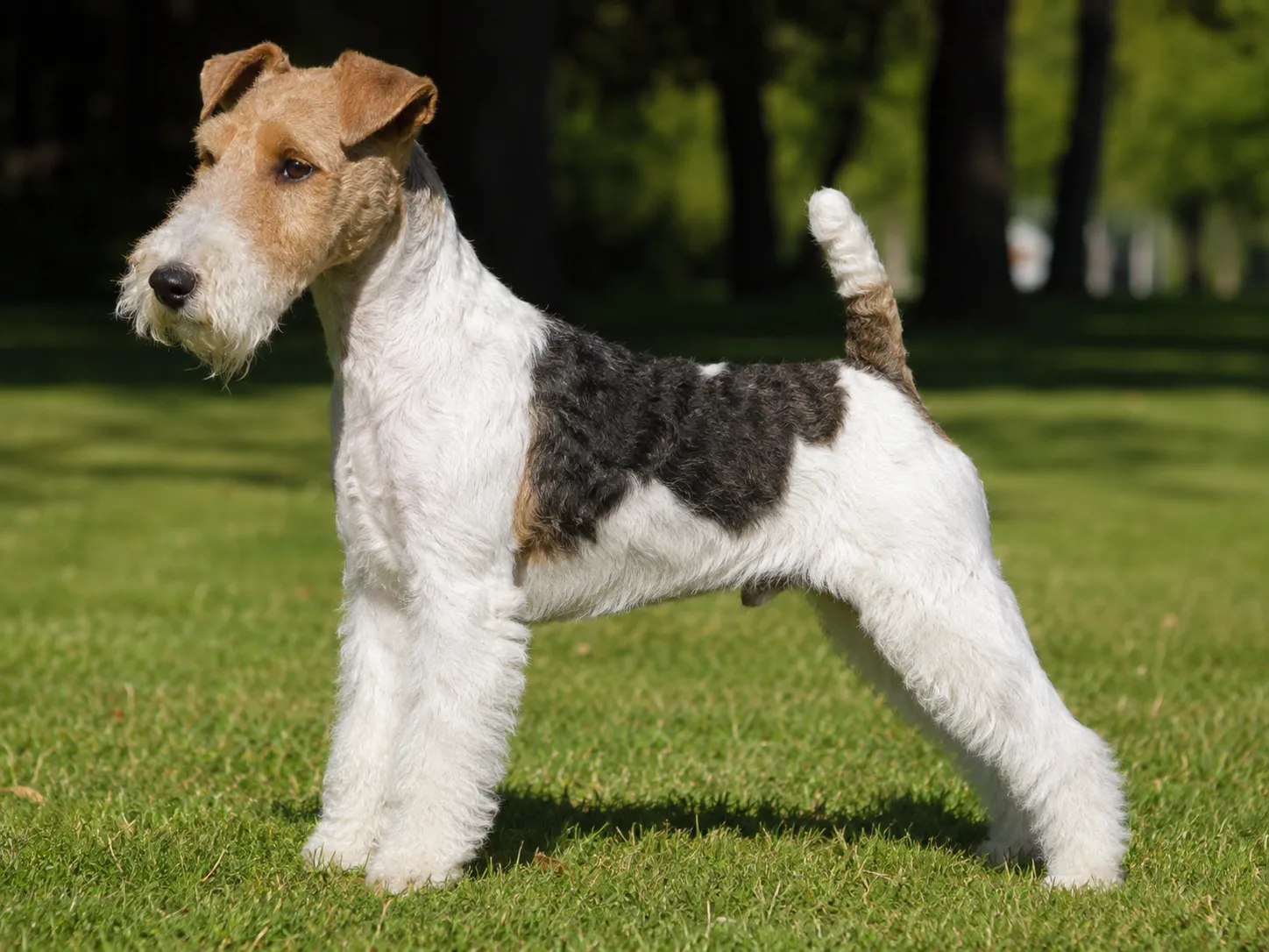 Breed image 3