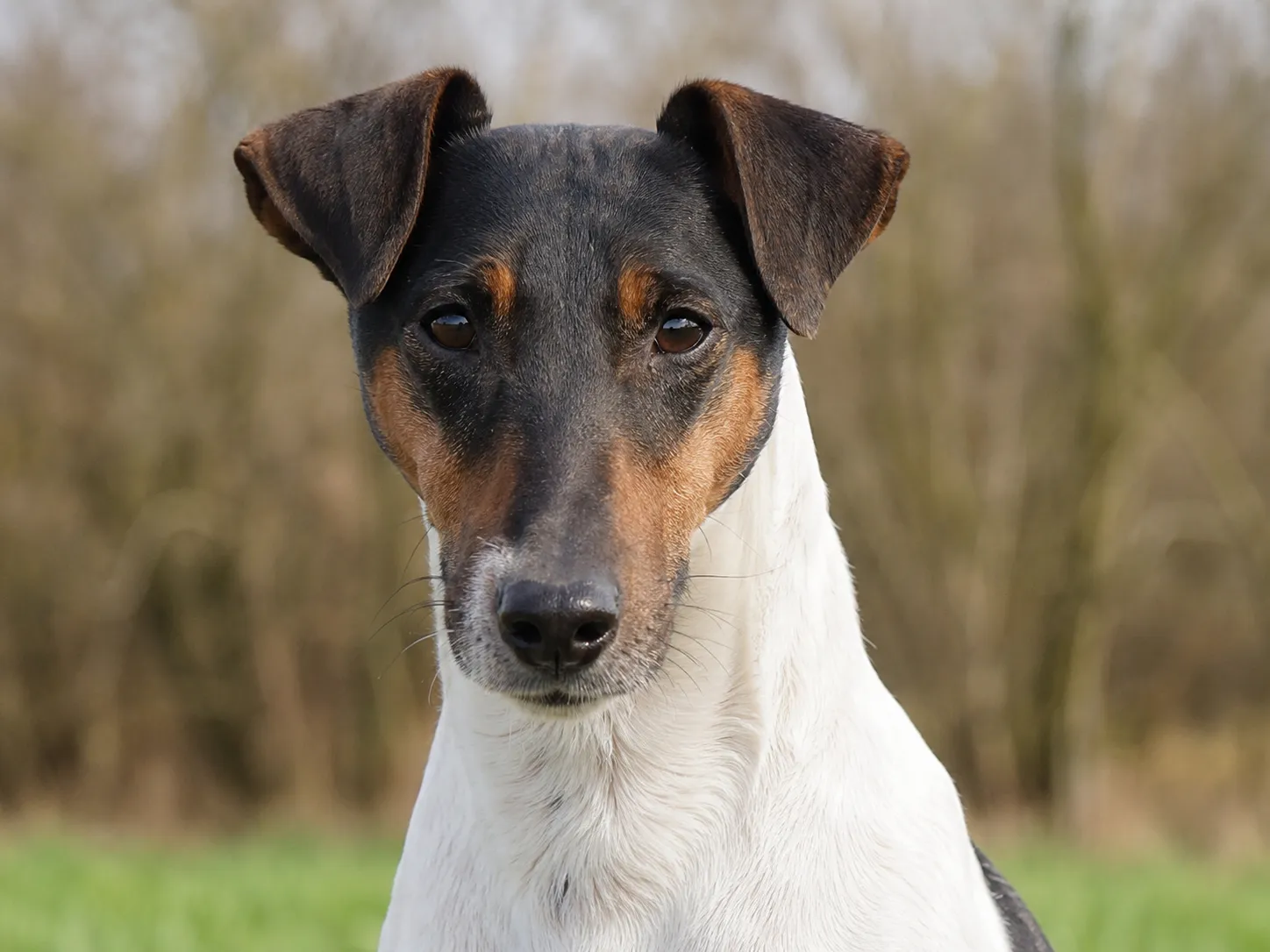 Breed image 4