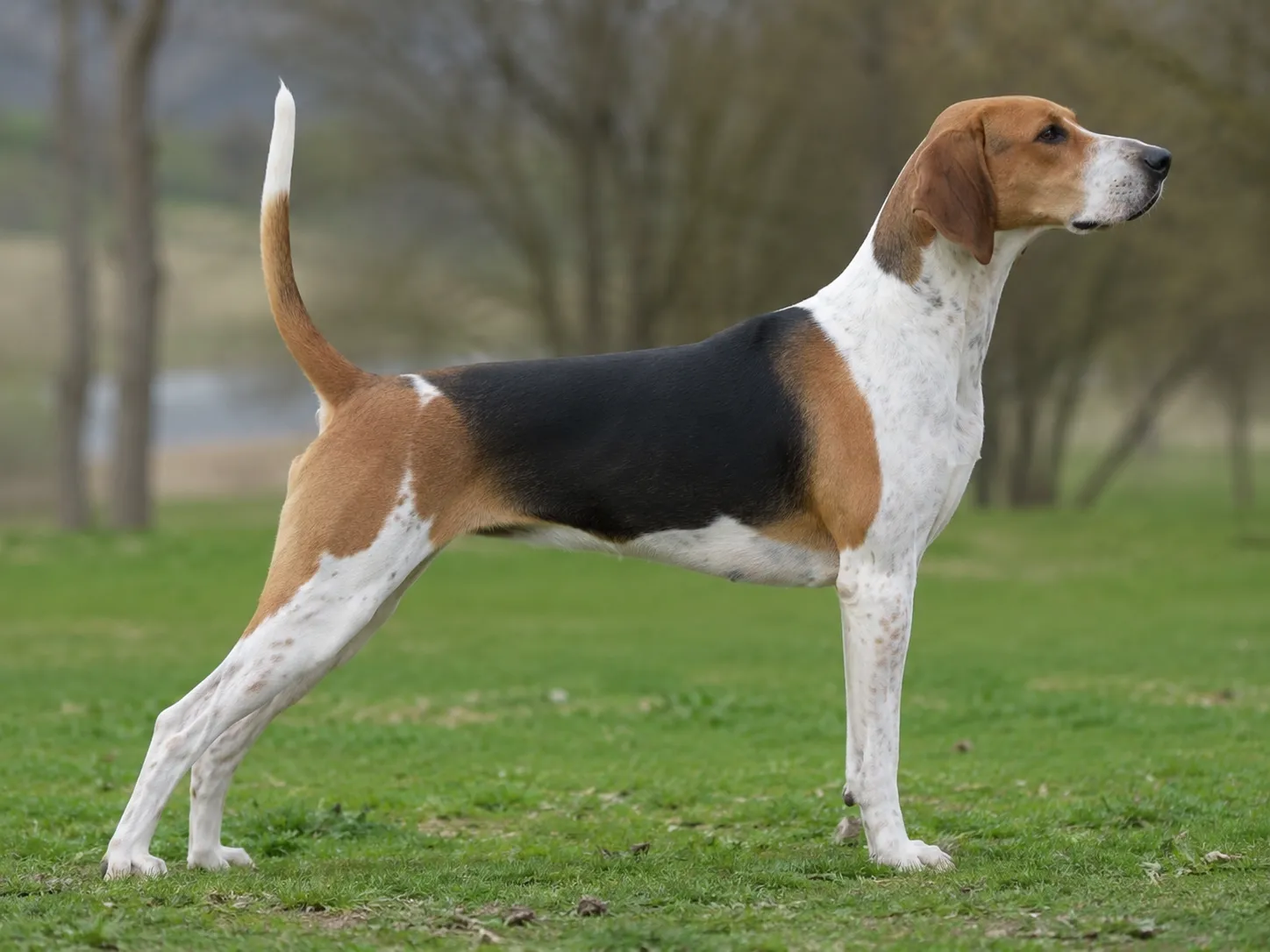 English Foxhound