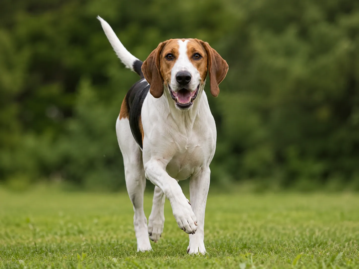 Breed image 1