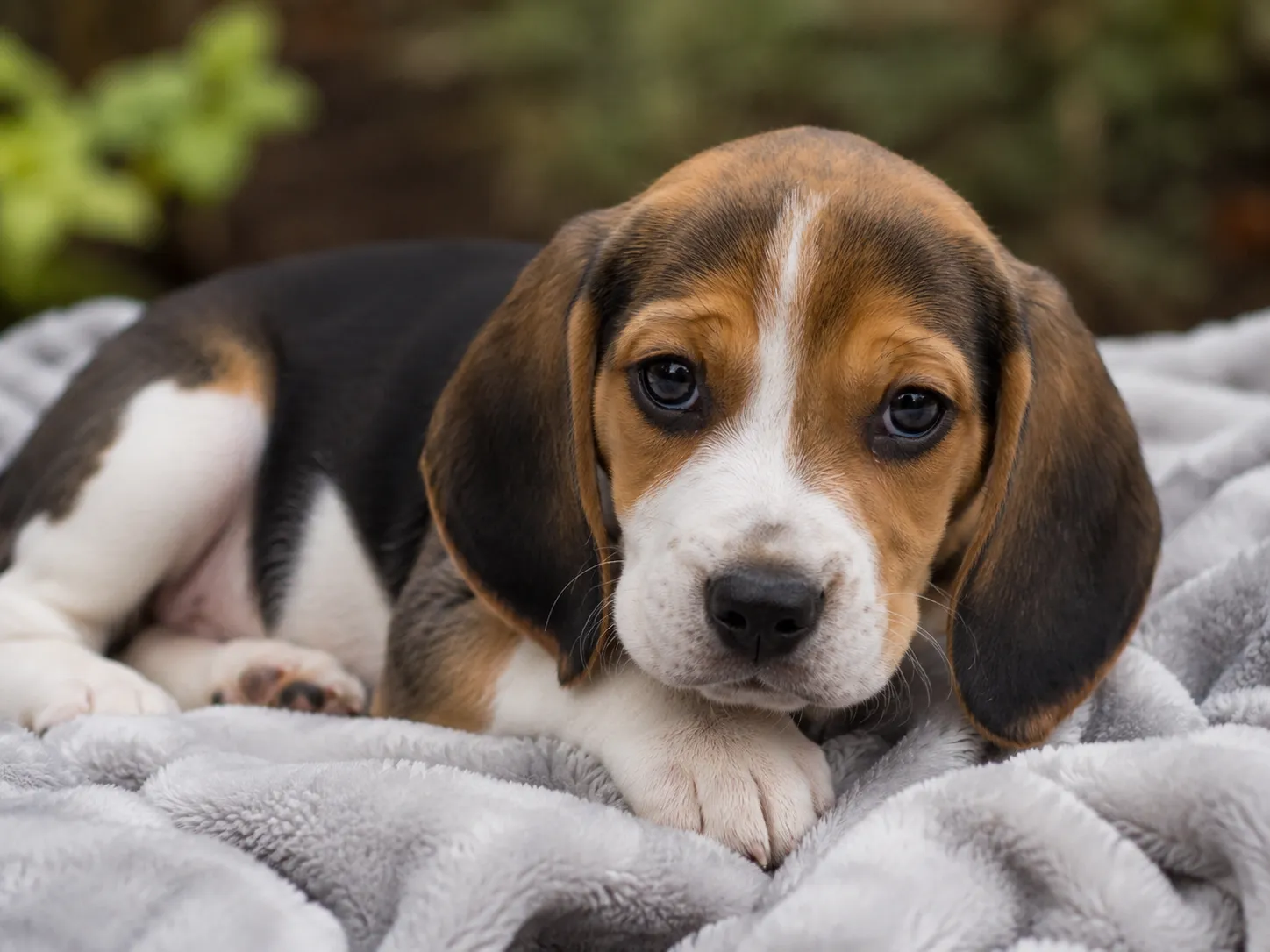 Breed image 3