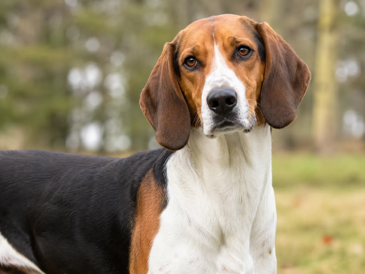 Breed image 5