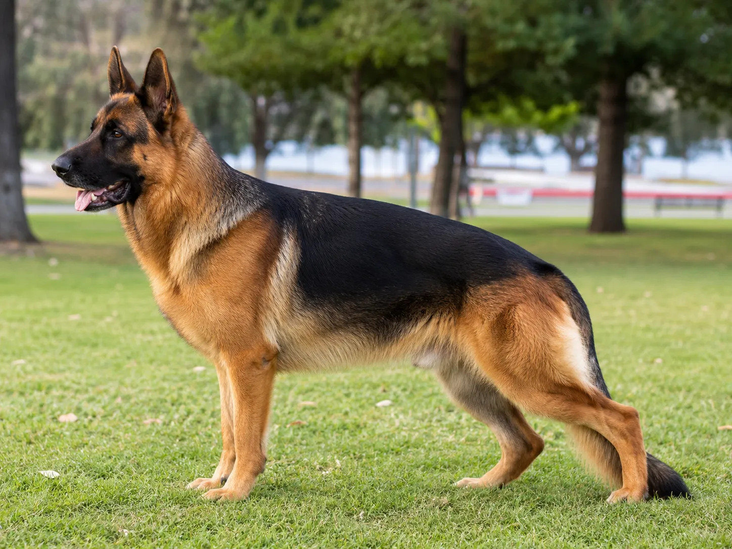 Breed image 5