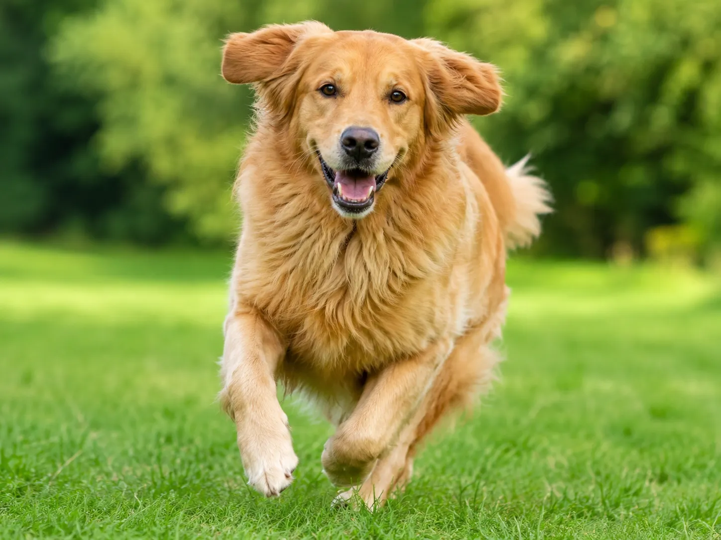 Breed image 1