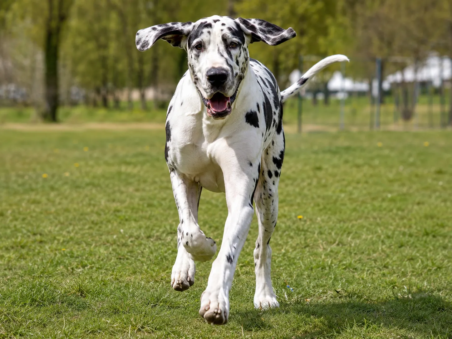 Breed image 1