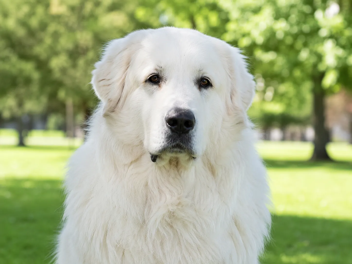 Great Pyrenees
